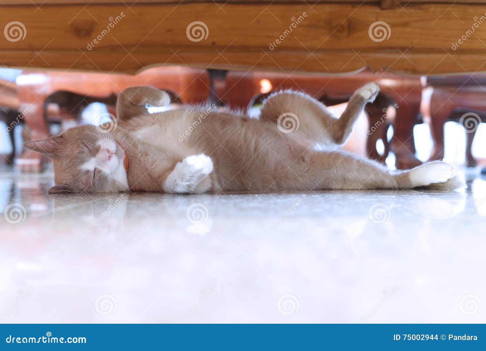 Fatty Grey Cat is Sleeping Under Table Stock Photo Image of table