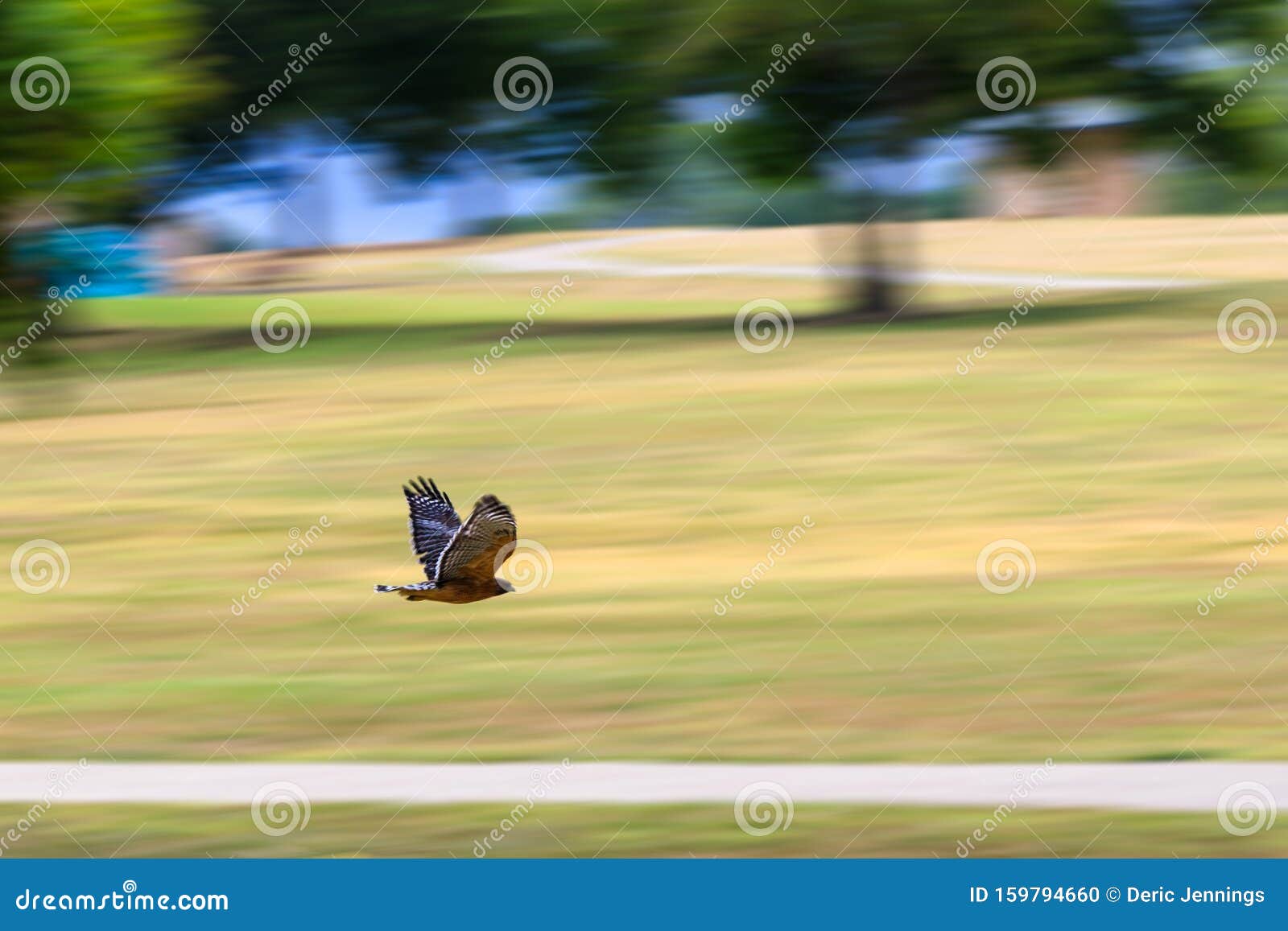 Faucon Solitaire En Vol Dans Le Parc Photo stock - Image du noir, oiseau:  159794660