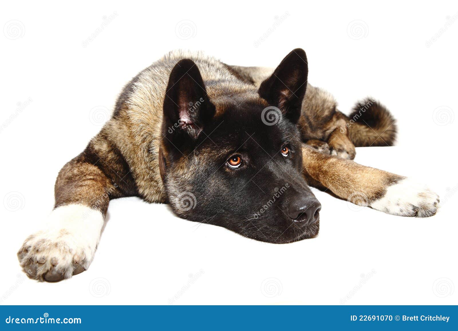 Fauler Hund Stockfotos und Bilder Laden Sie 523 lizenzfreie Fotos