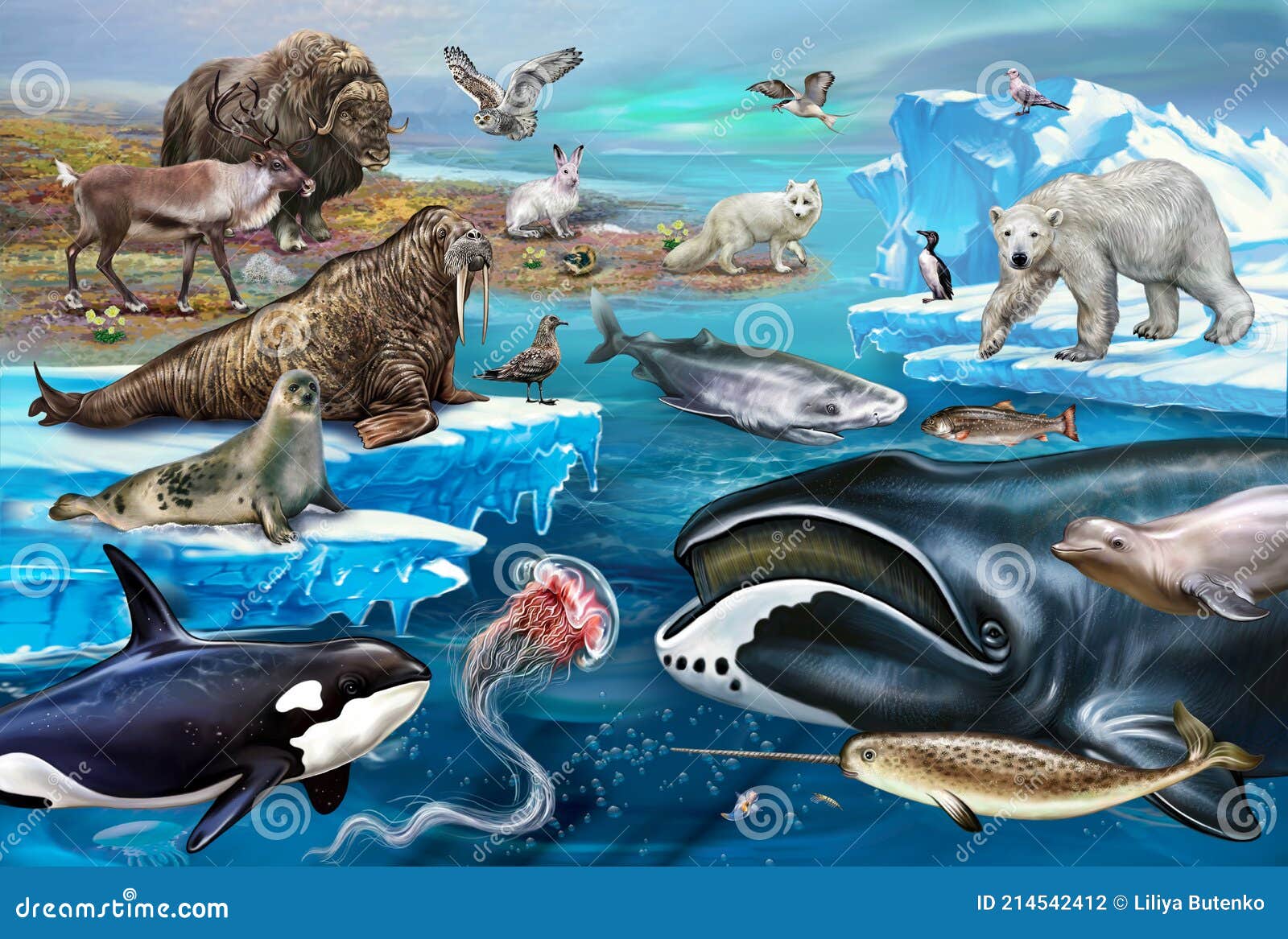 arctic ocean animals and plants