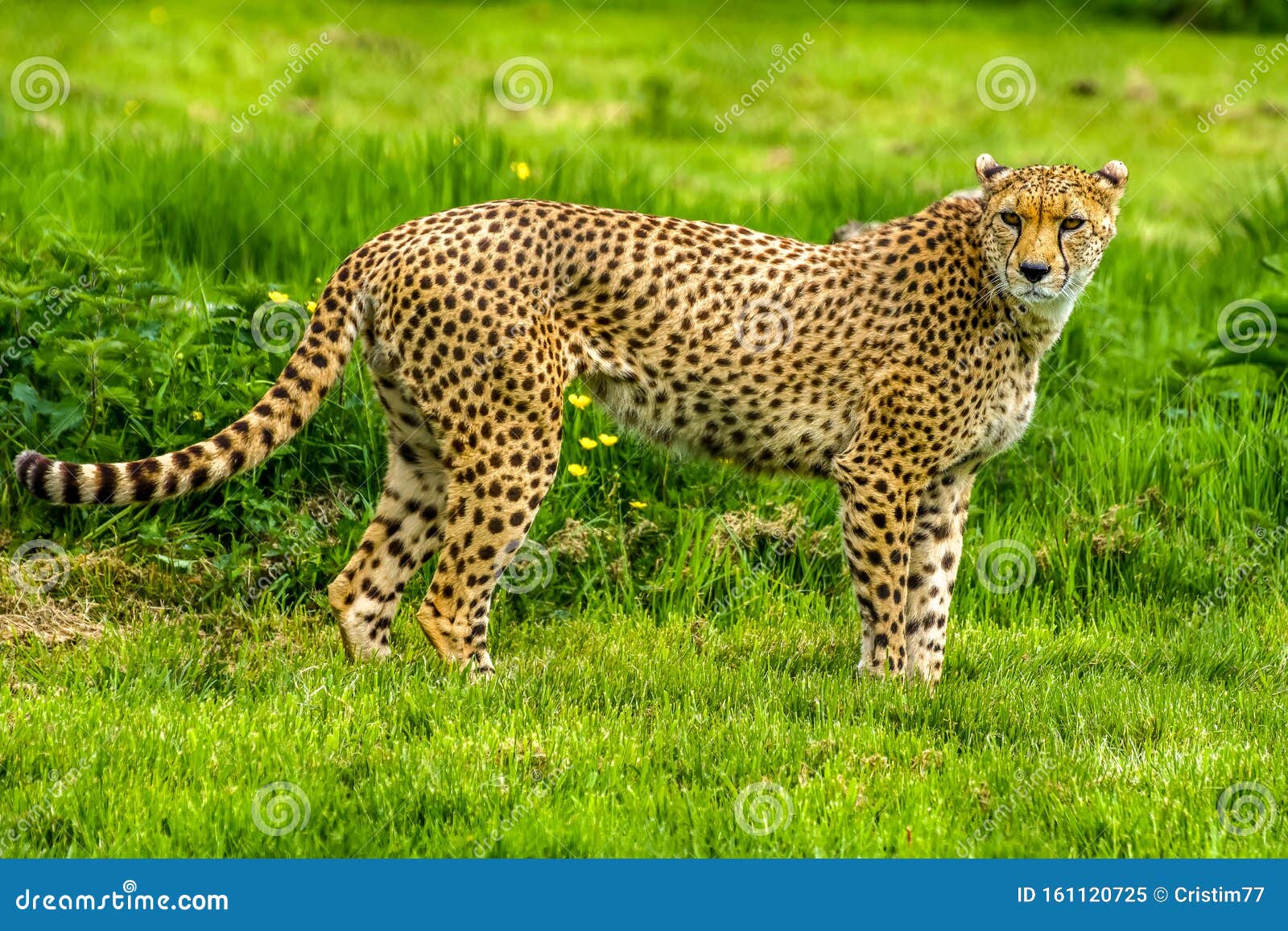 Olho da corça foto de stock. Imagem de fauna, animal - 12863518