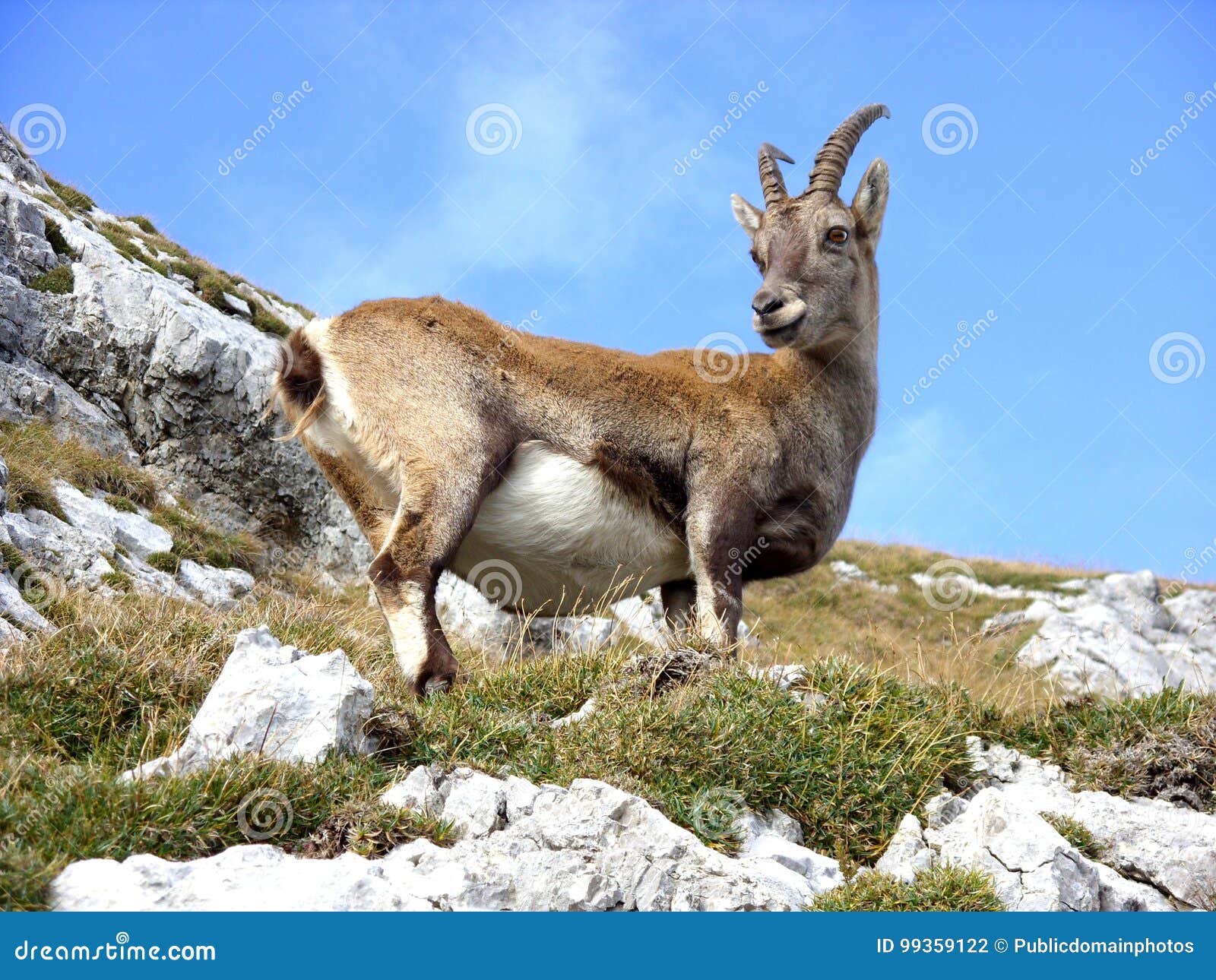 Fauna, Wildlife, Goats, Goat Antelope Picture. Image 99359122