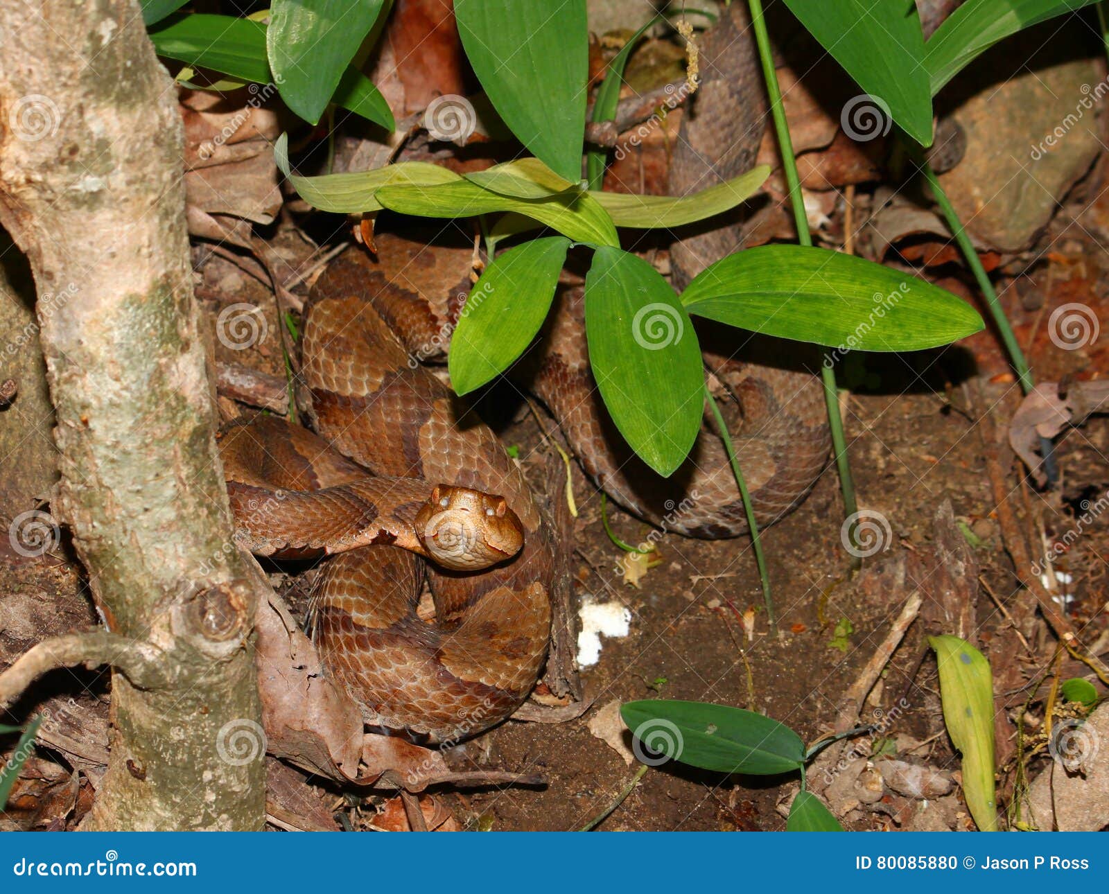 Faune De L Alabama De Serpent De Copperhead Photo Stock Image Du Animal Configuration 80085880