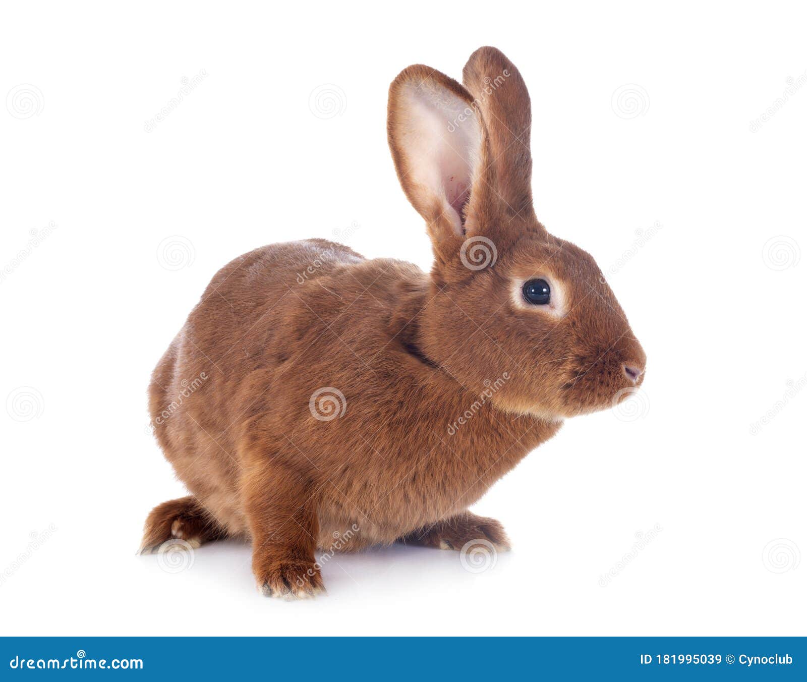 fauve de bourgogne rabbit
