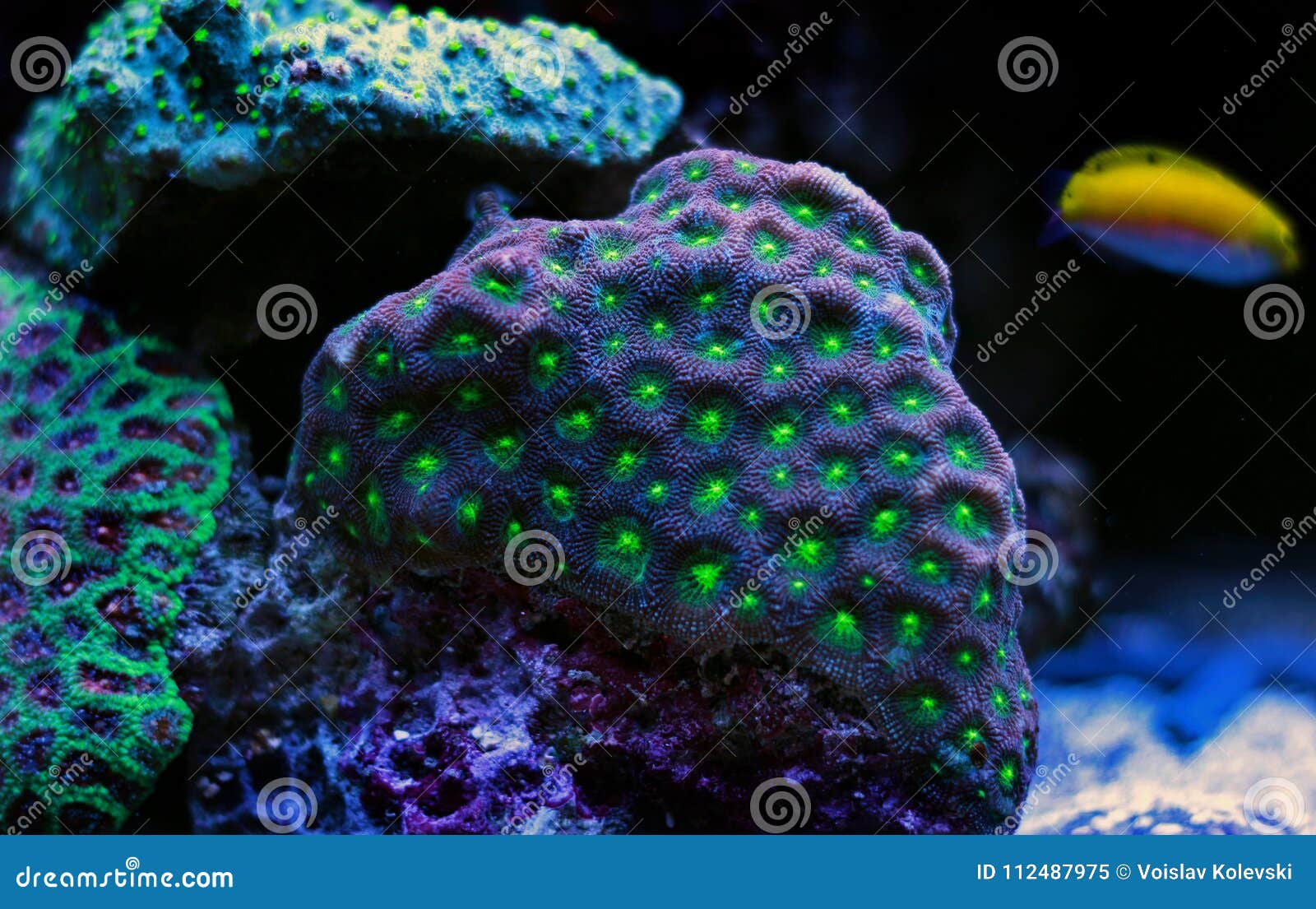 Brain LPS Coral, Favites in Saltwater Reef Aquarium Tank Stock Image ...