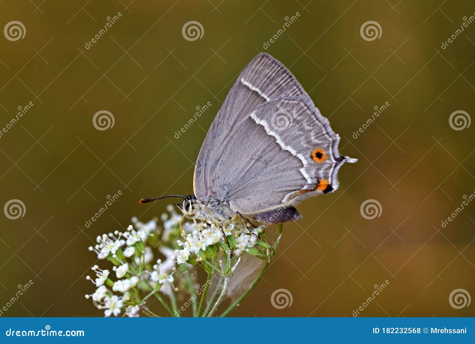 favonius quercus , the purple hairstreak butterfly