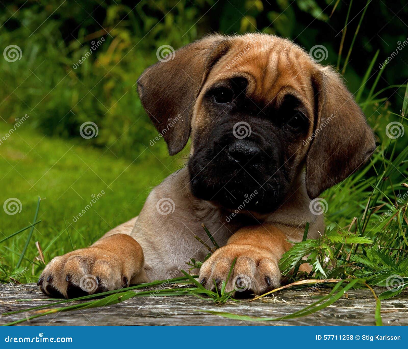 beige cane corso