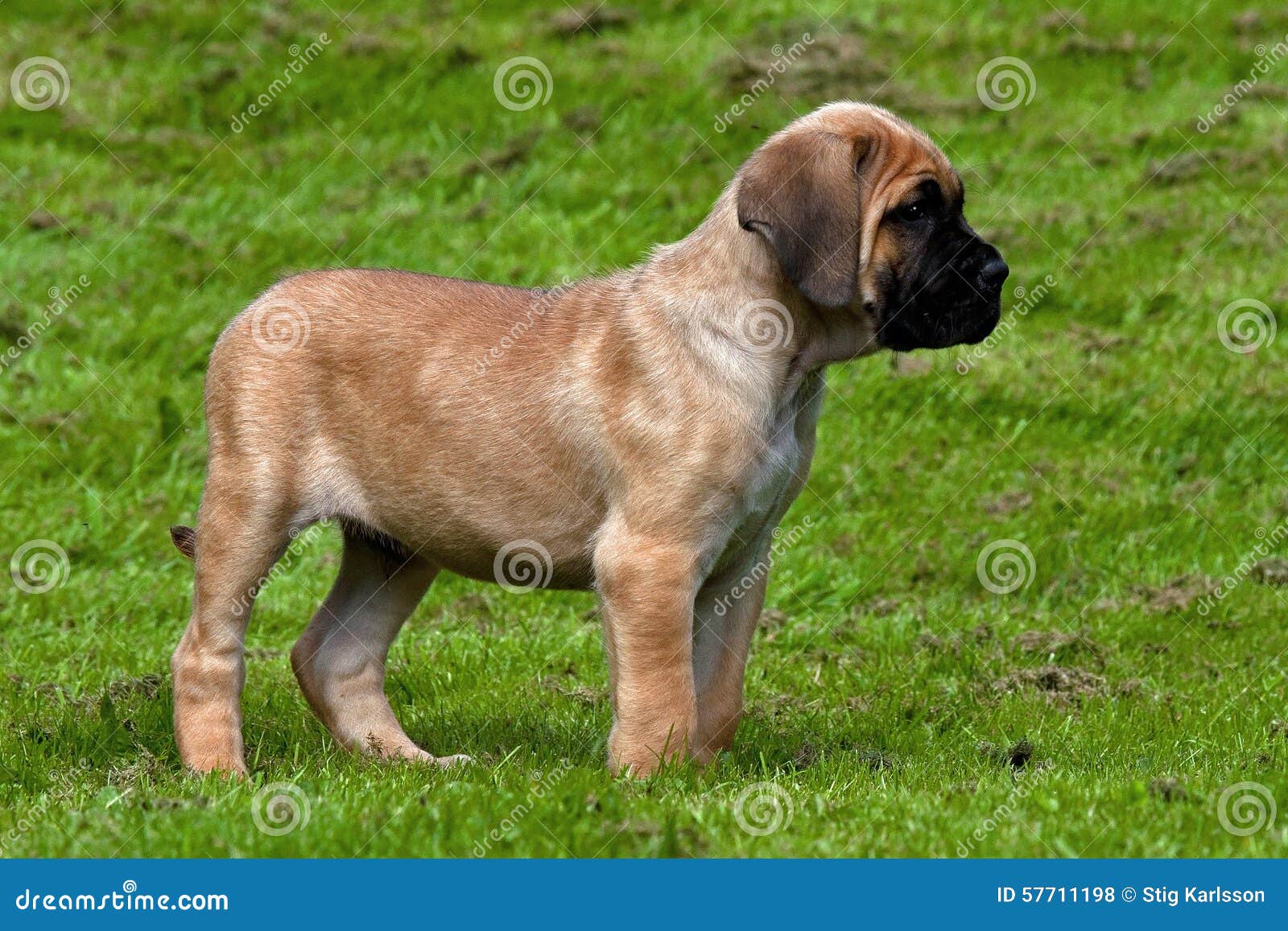 beige cane corso