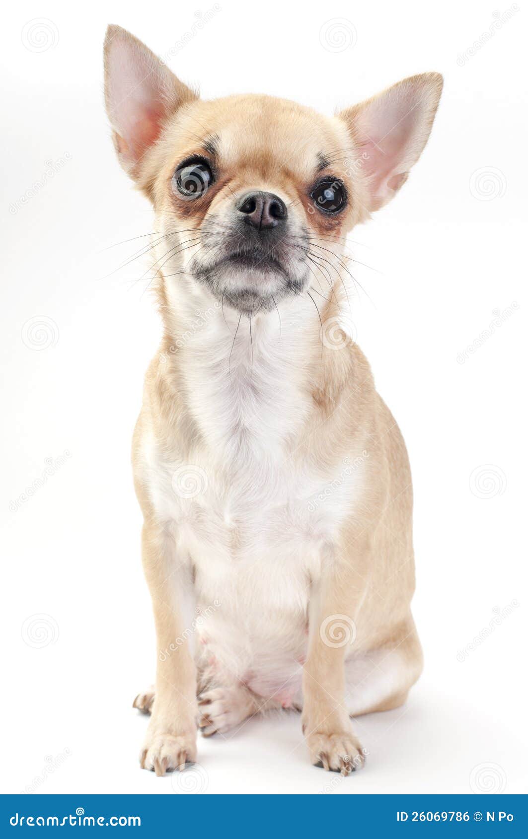 fawn chihuahua