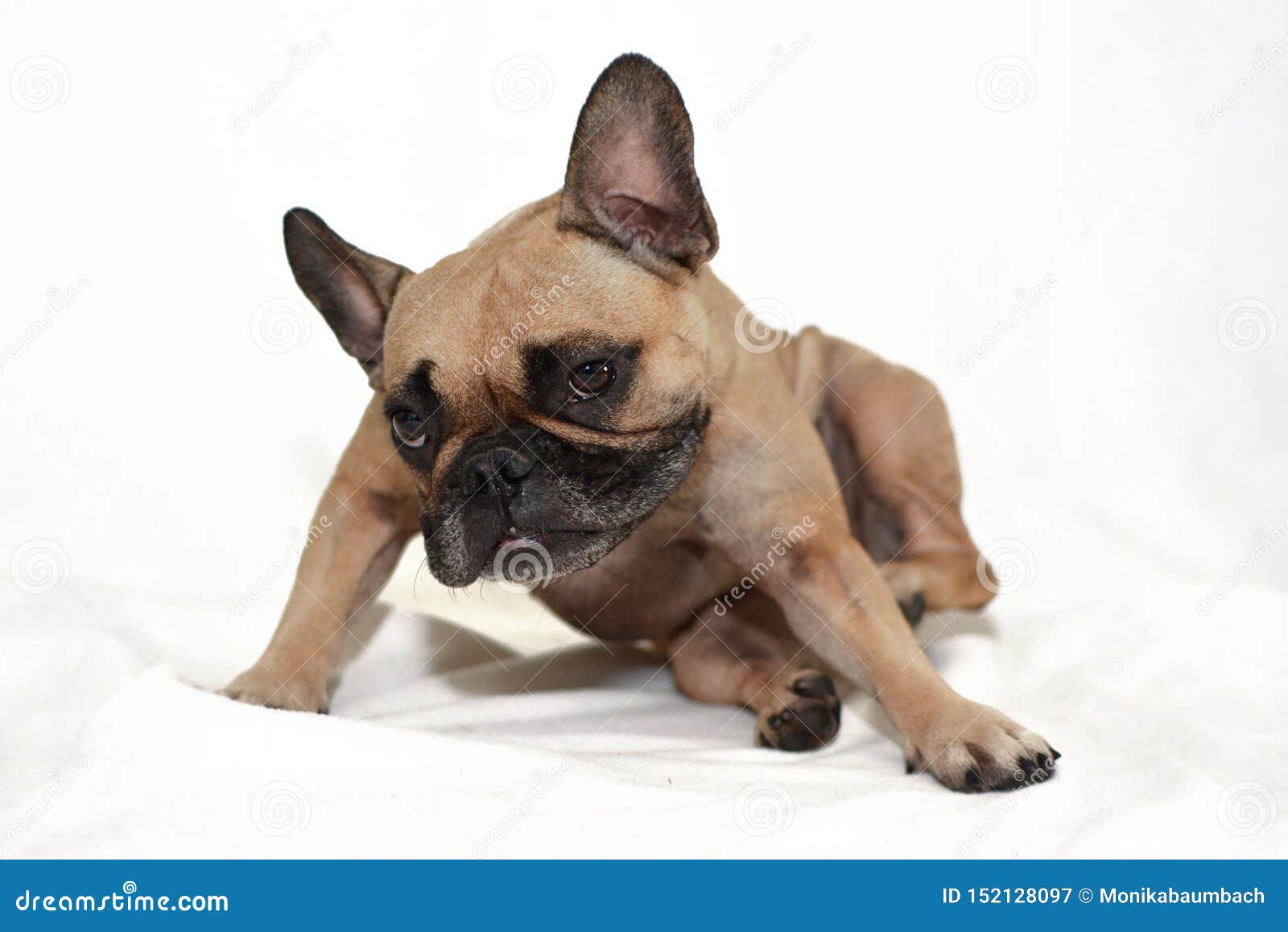 Fawn French Bulldog Dog With Skin Allergies Scratching In