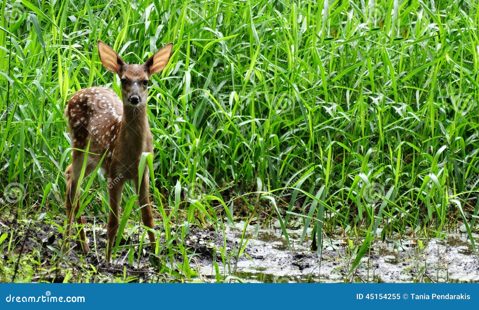 Fawn macchiato in alta erba. Un fawn macchiato minuscolo dei cervi dalla coda bianca ad un foro di innaffiatura