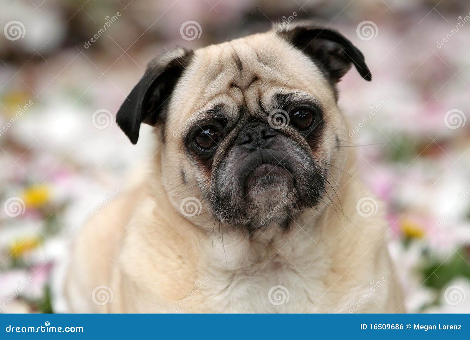 Fawn Pug stock photo. Image of outdoors, purebred, nature - 16509686