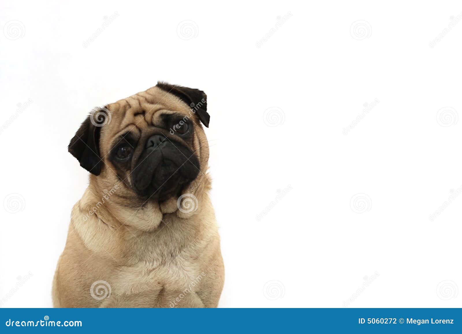 Fawn Pug stock photo. Image of hair, begging, loyal, ears - 5060272