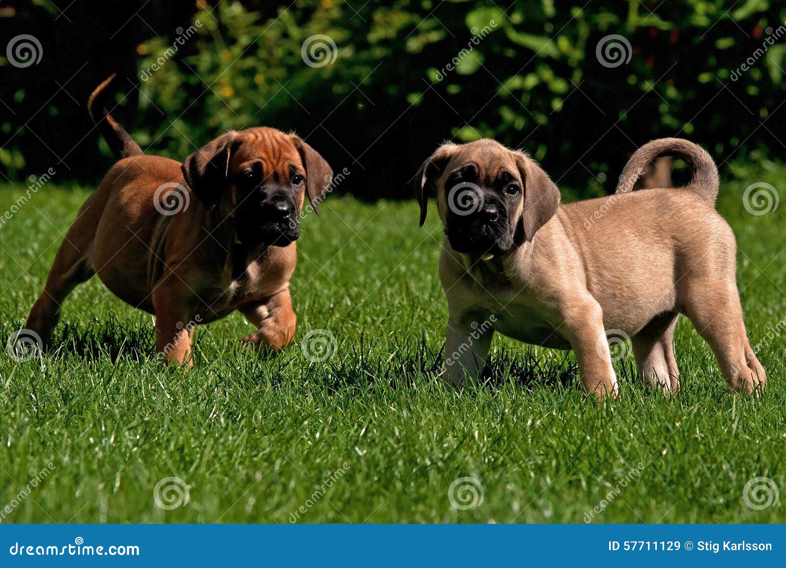 Cane Corso Colors From Black To Fulvo Or Fawn ( With Pictures )