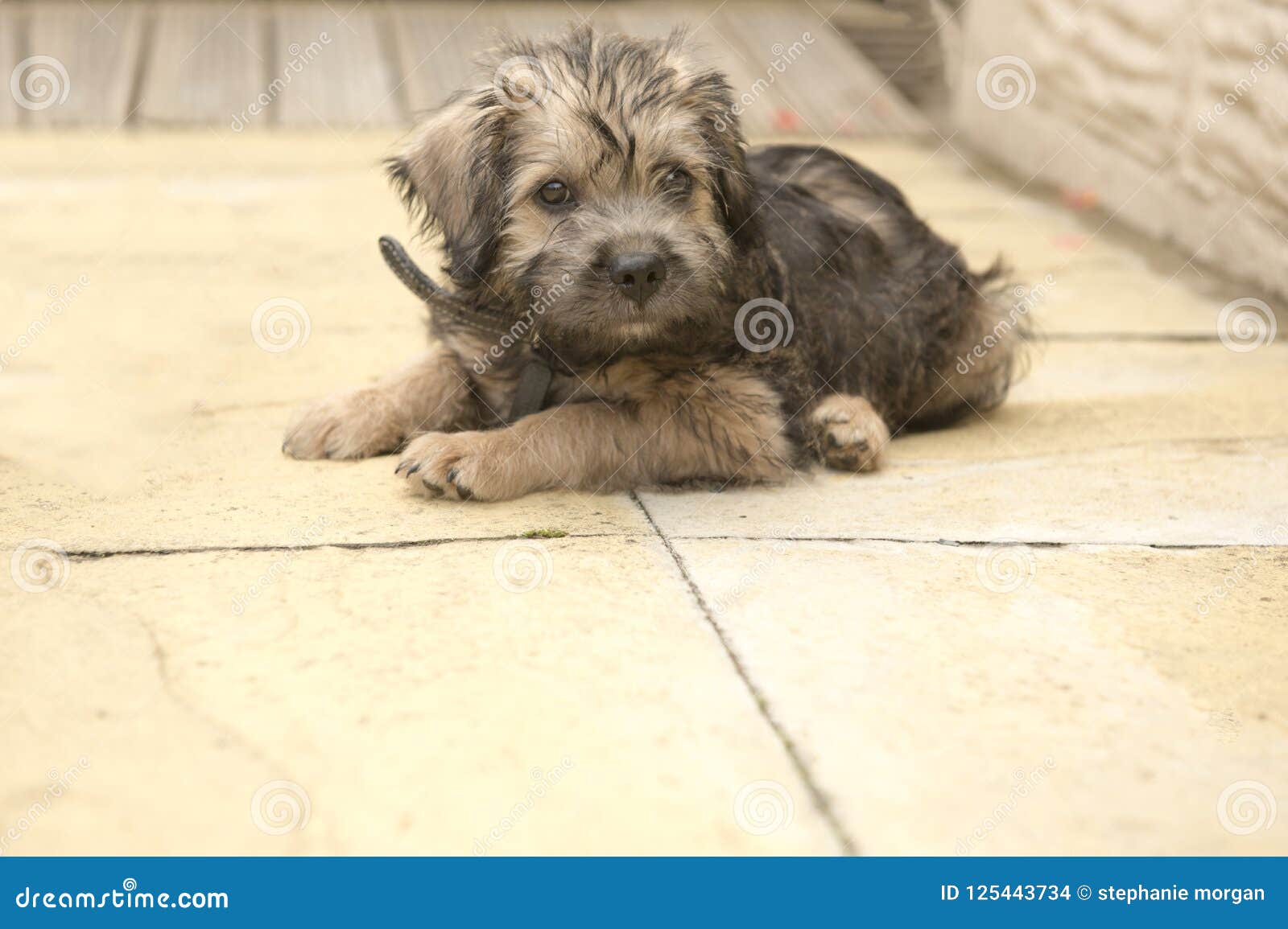 terrier cross puppies