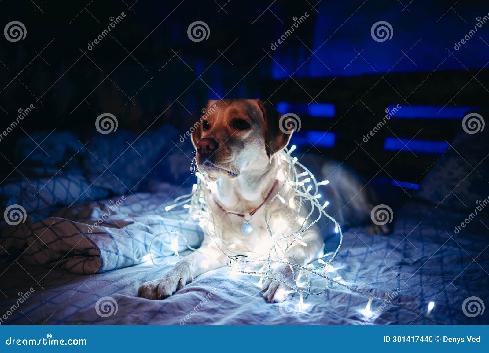 a fawn, white labrador with a new year's garland around his neck sits on a sofa in a dark room with neon lighting