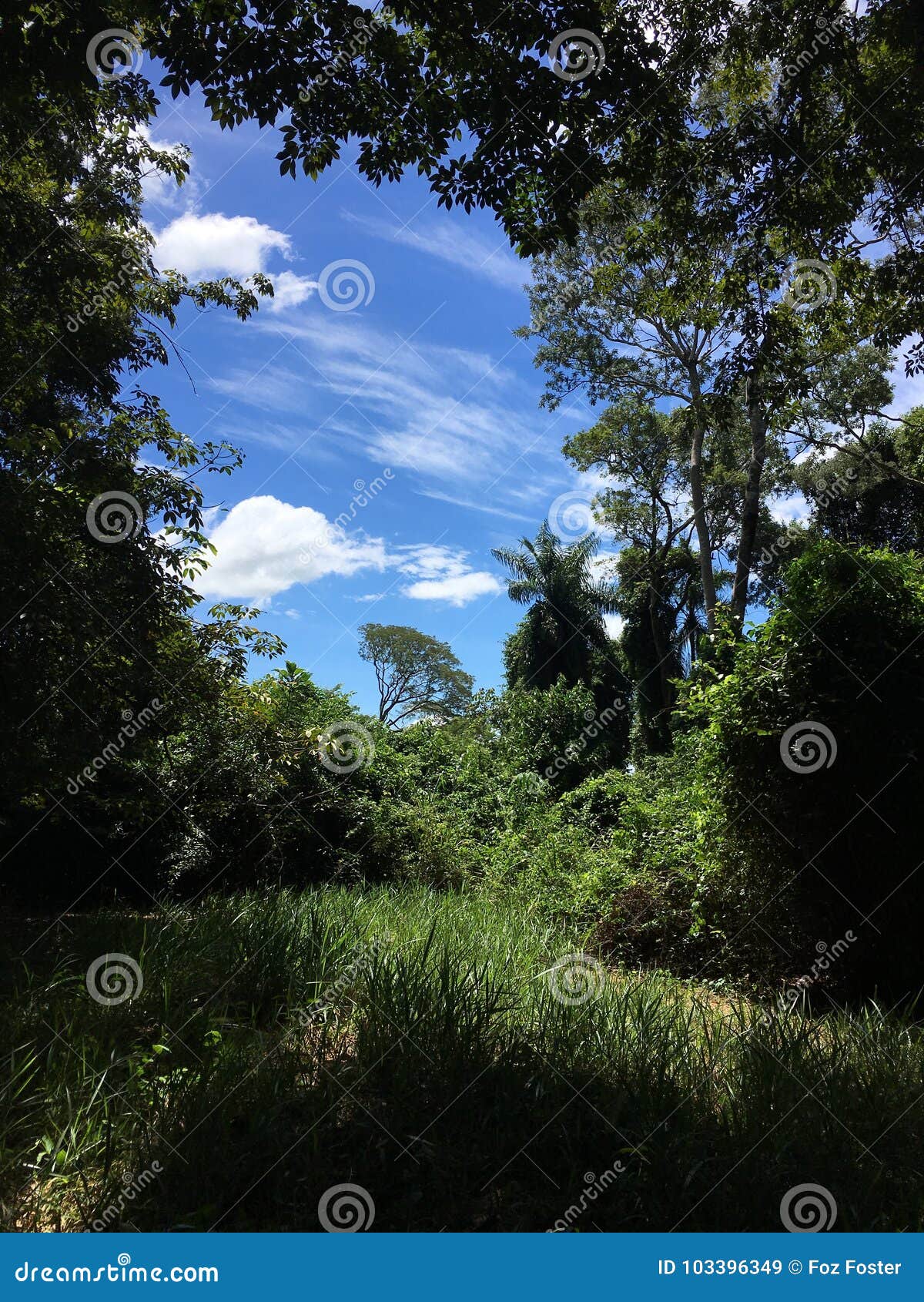 view through trees, fazenda, sao paulo stare brazil