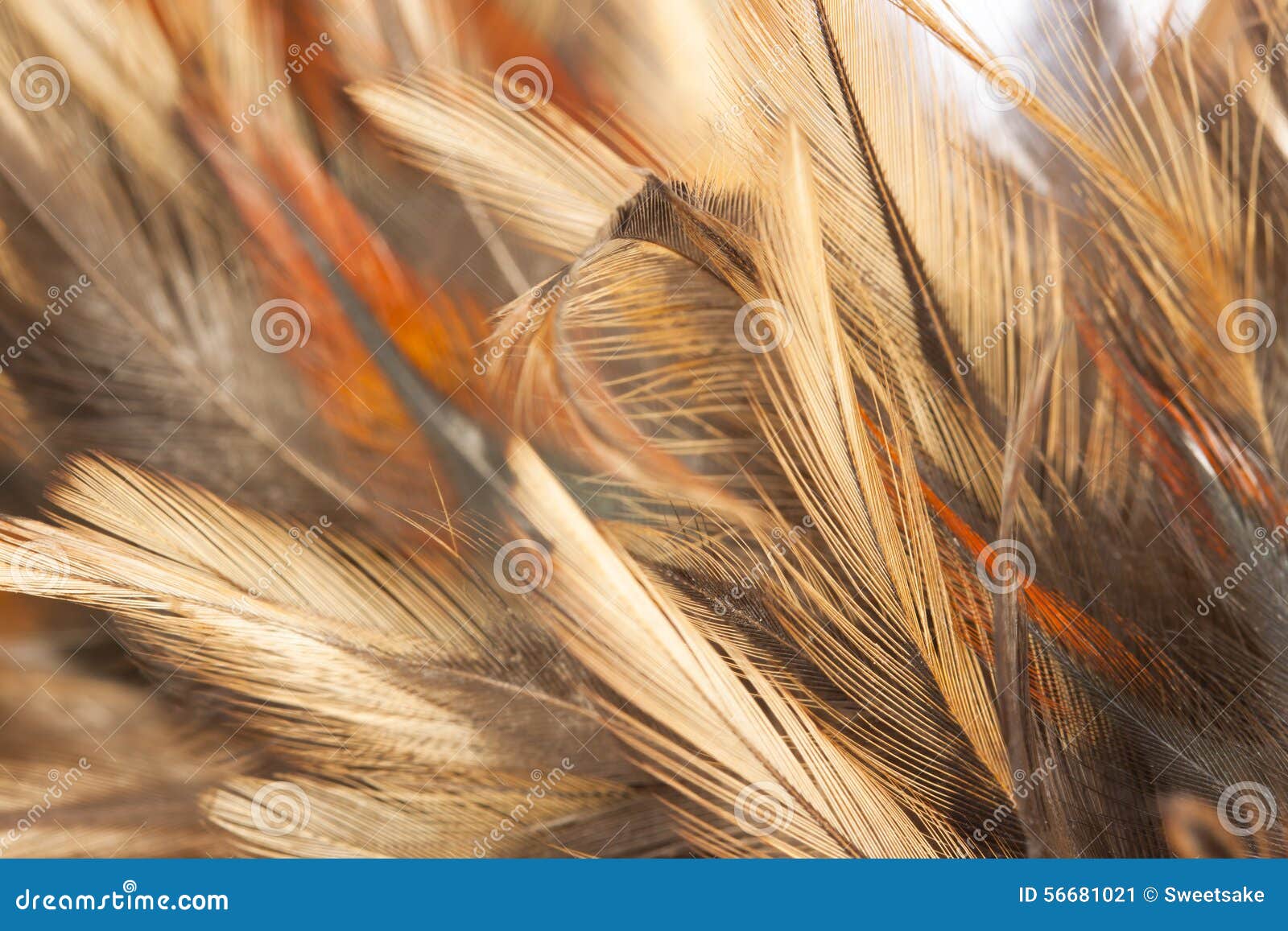 Close-Up Shot of Brown Feathers · Free Stock Photo