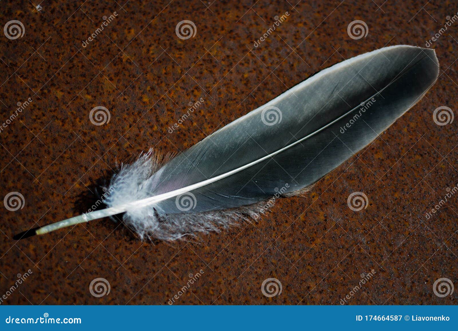 Feather of a Bird Fallen on Rusty Metal. Iron. Rust. Background Stock Image  - Image of dark, texture: 174664587