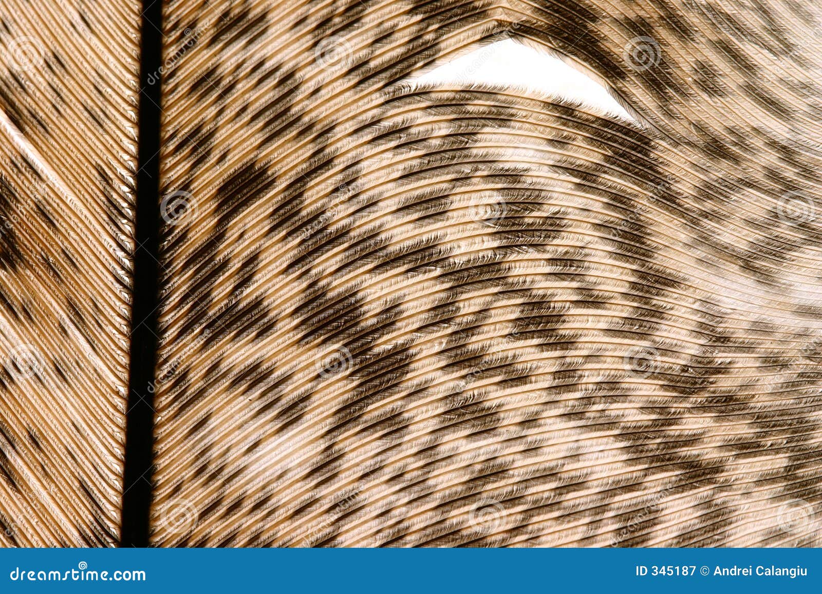 Feather close-up 6 stock image. Image of pied, brownish - 345187