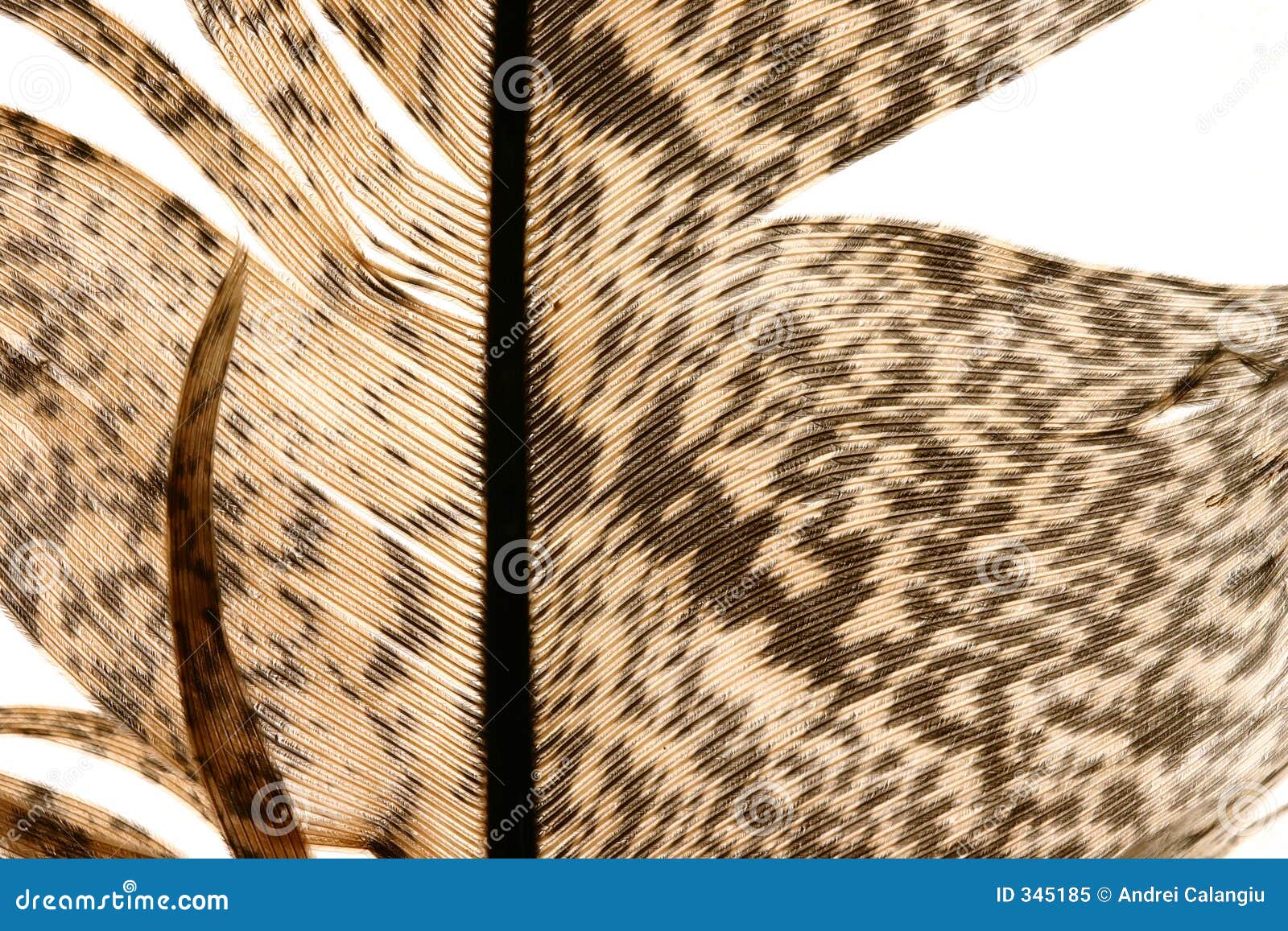 Feather close-up 8 stock image. Image of feather, asymmetrical - 345185