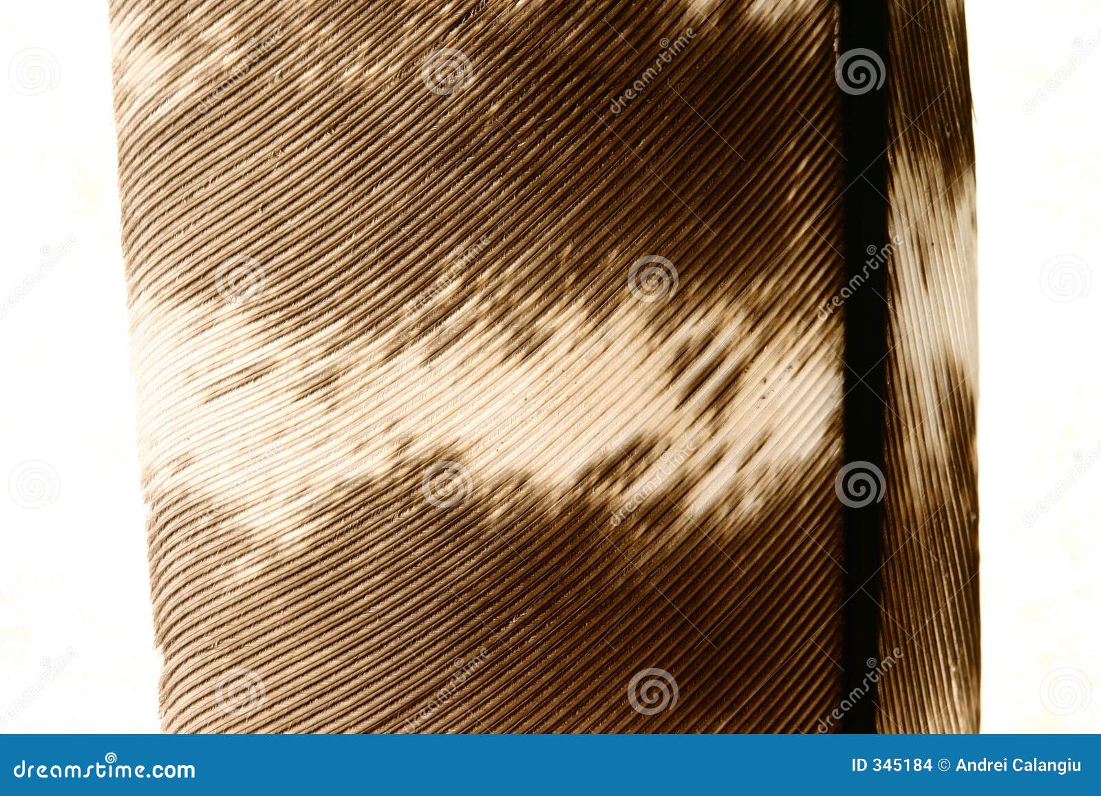 feather close-up 9