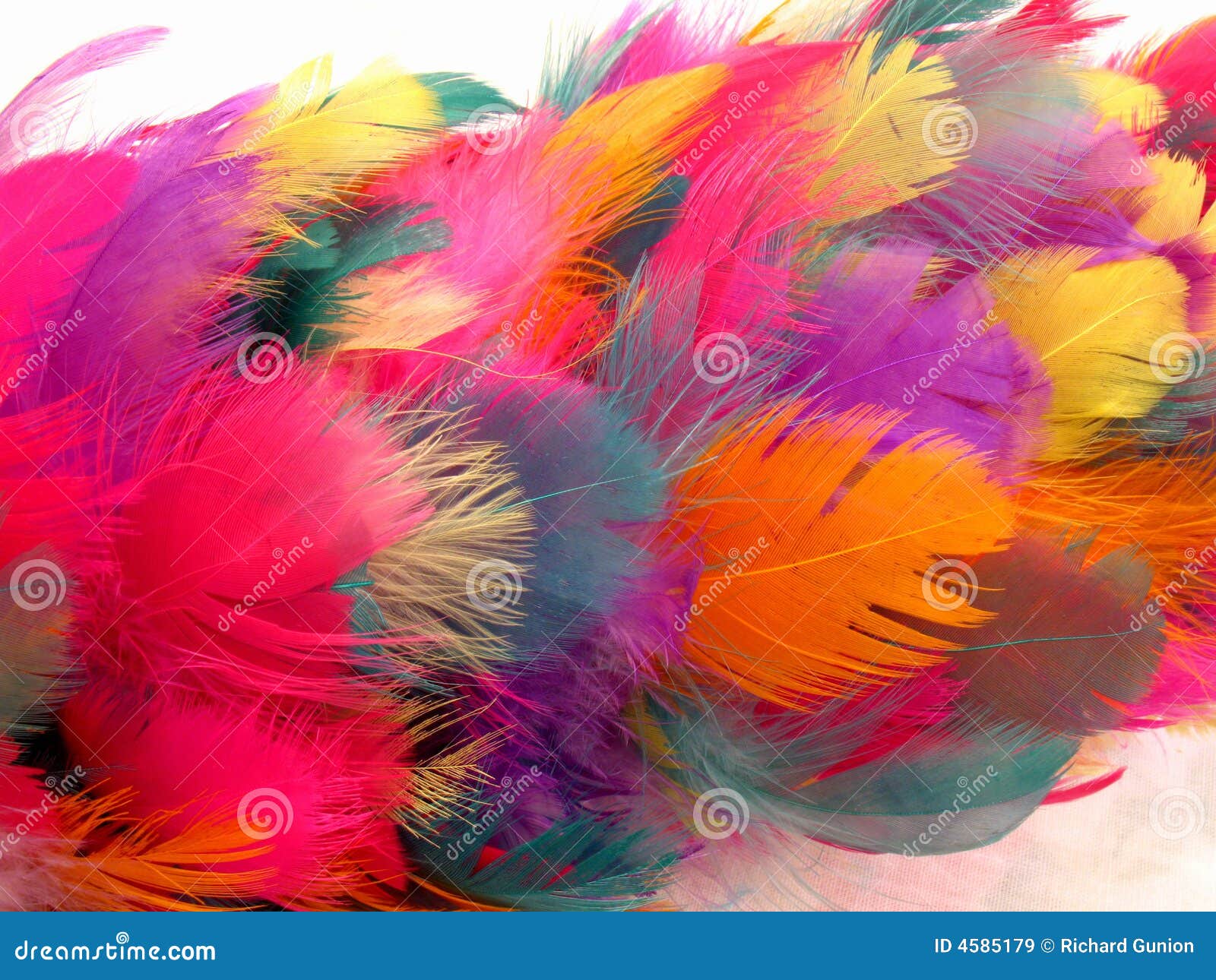 Feather Duster Abstract stock image. Image of macro, duster - 4585179