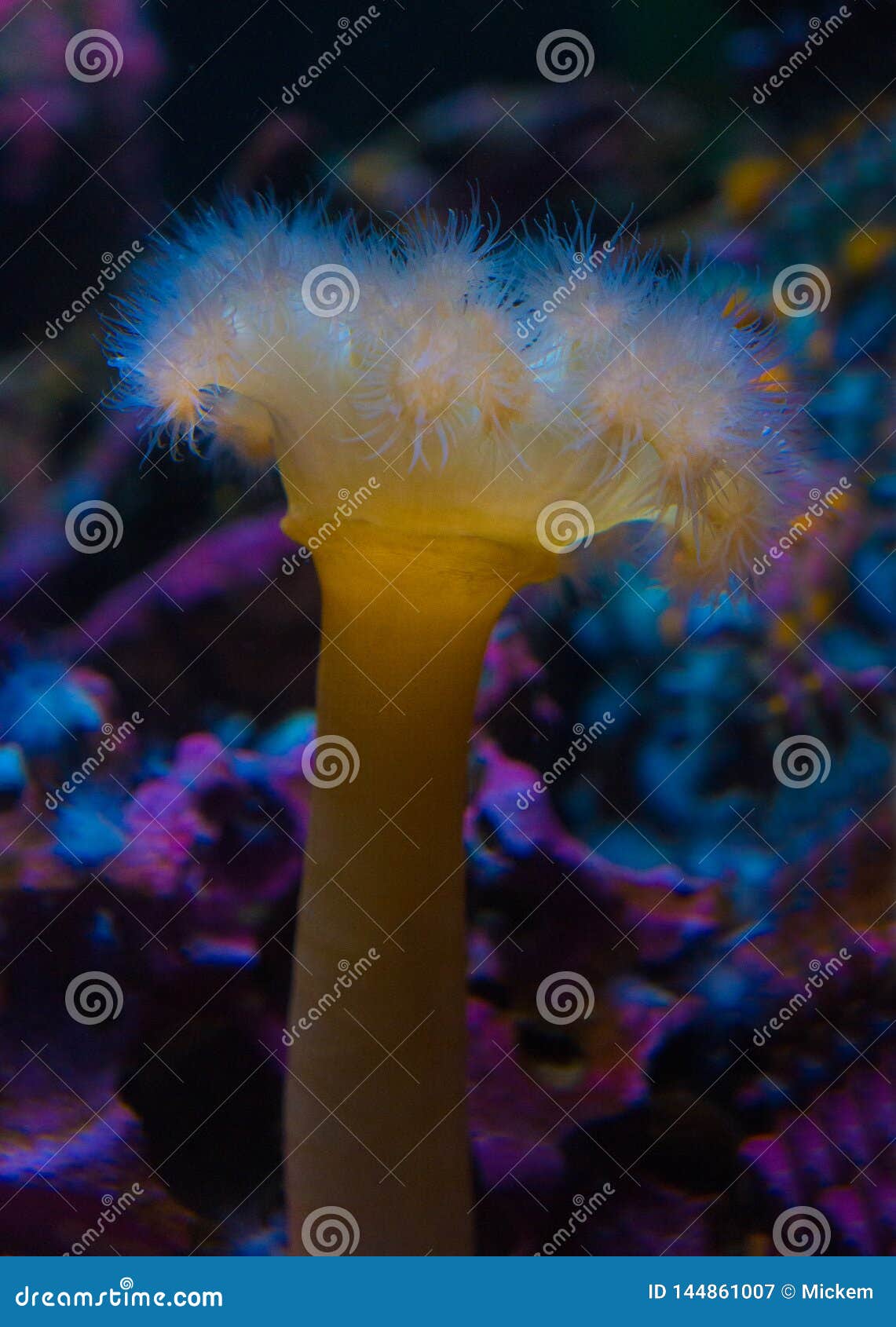 feather duster sea life vertical