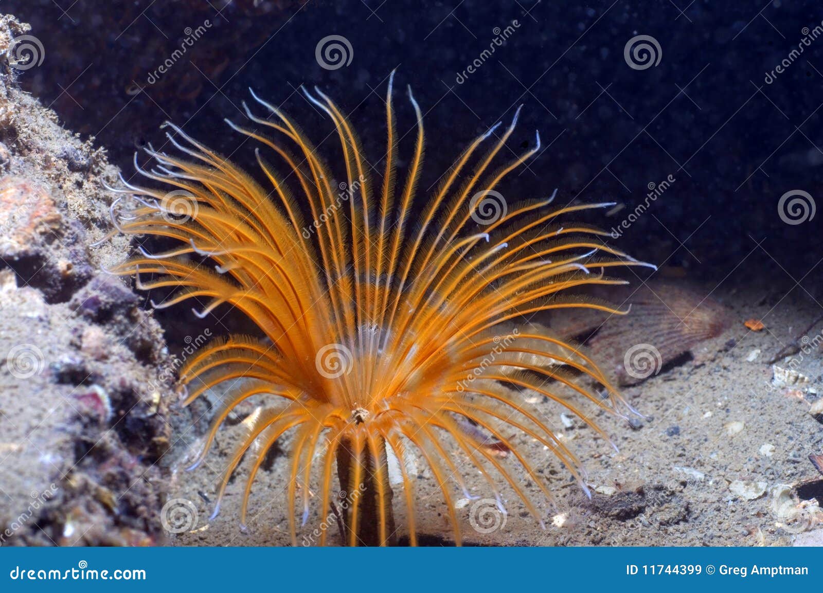 Feather Duster Worm stock image. Image of underworld 11744399