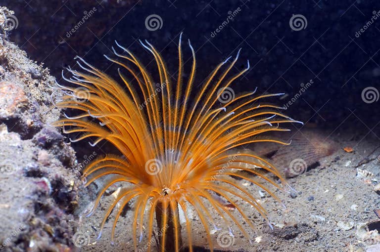 Feather Duster Worm stock image. Image of underworld 11744399