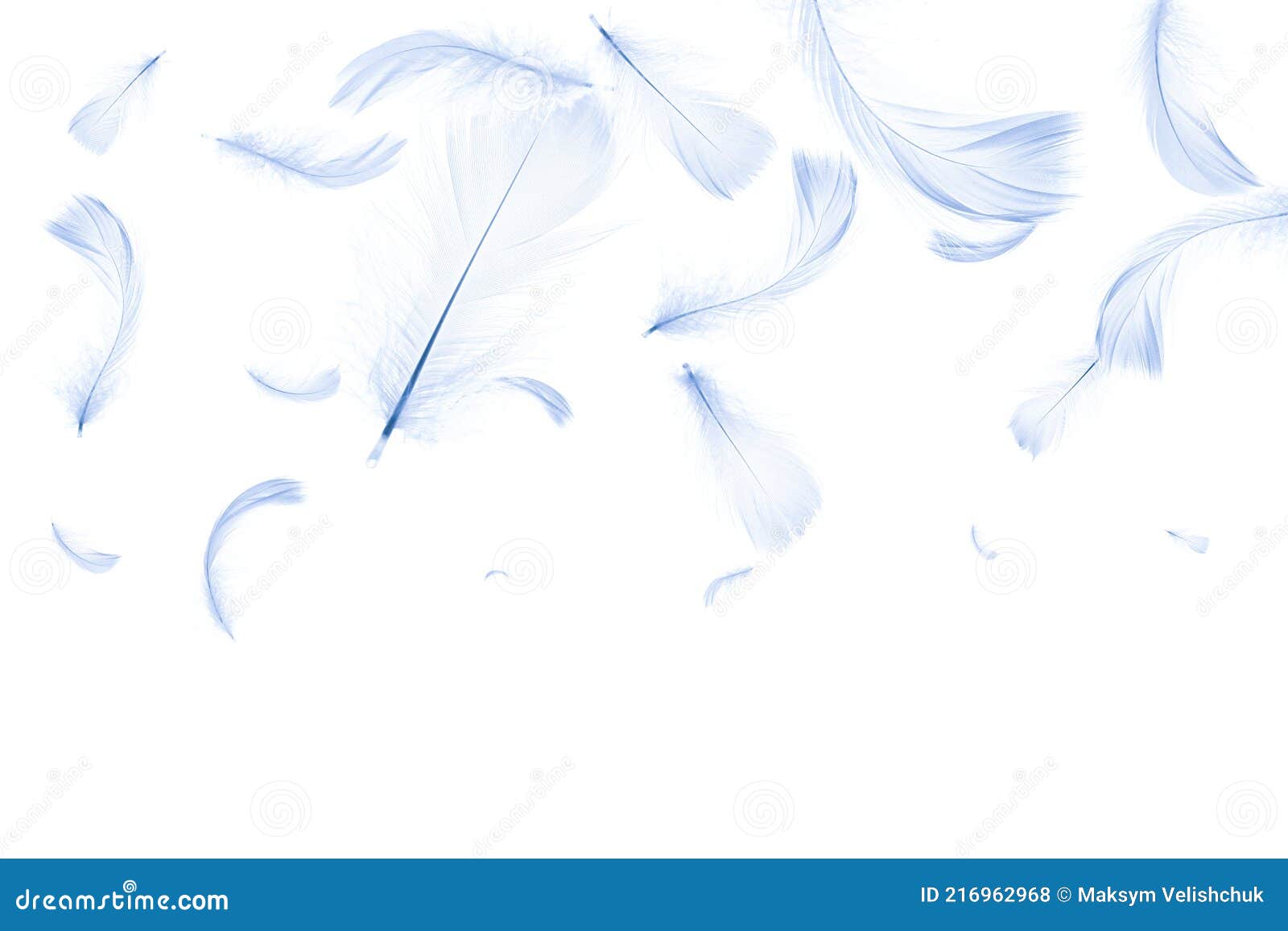 Feather Falling. Nature Abstract Bird Feather Texture Closeup Falling