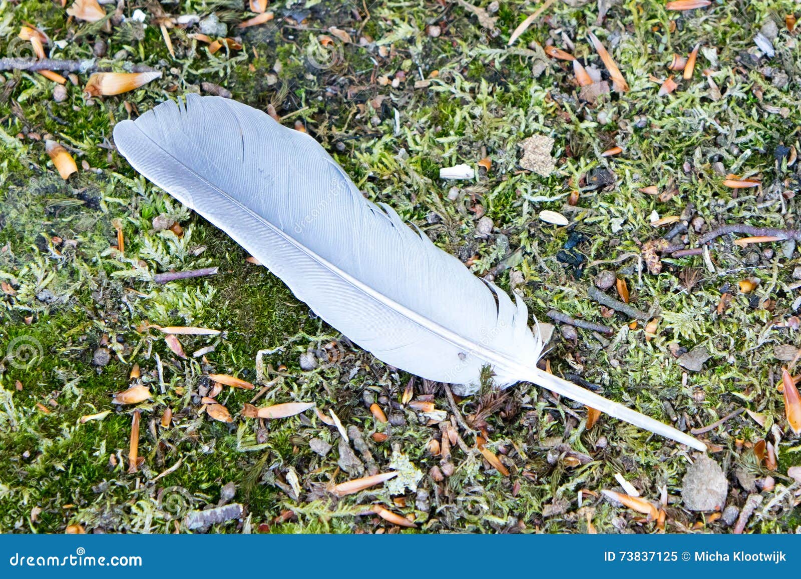 Feather grass stock image. Image of altai, cold, large 73837125