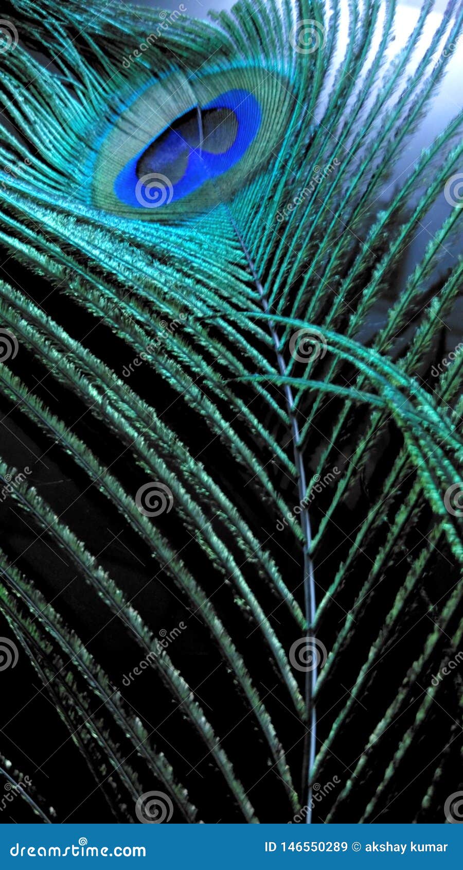 Feather Peacock Colorfull Krishna Stock Photos - Free & Royalty-Free Stock  Photos from Dreamstime