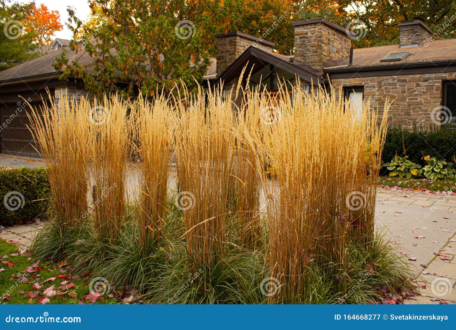 feather reed grass, outdoor decorative plant. dry grass at the fancy house front yard.autumn plants.