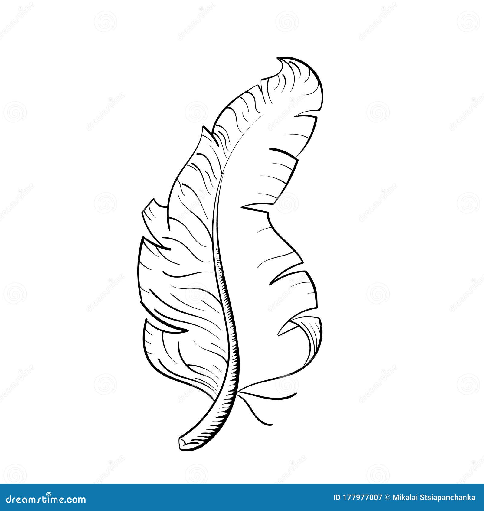 Feather Vector Illustration on White Background. Stock Vector ...