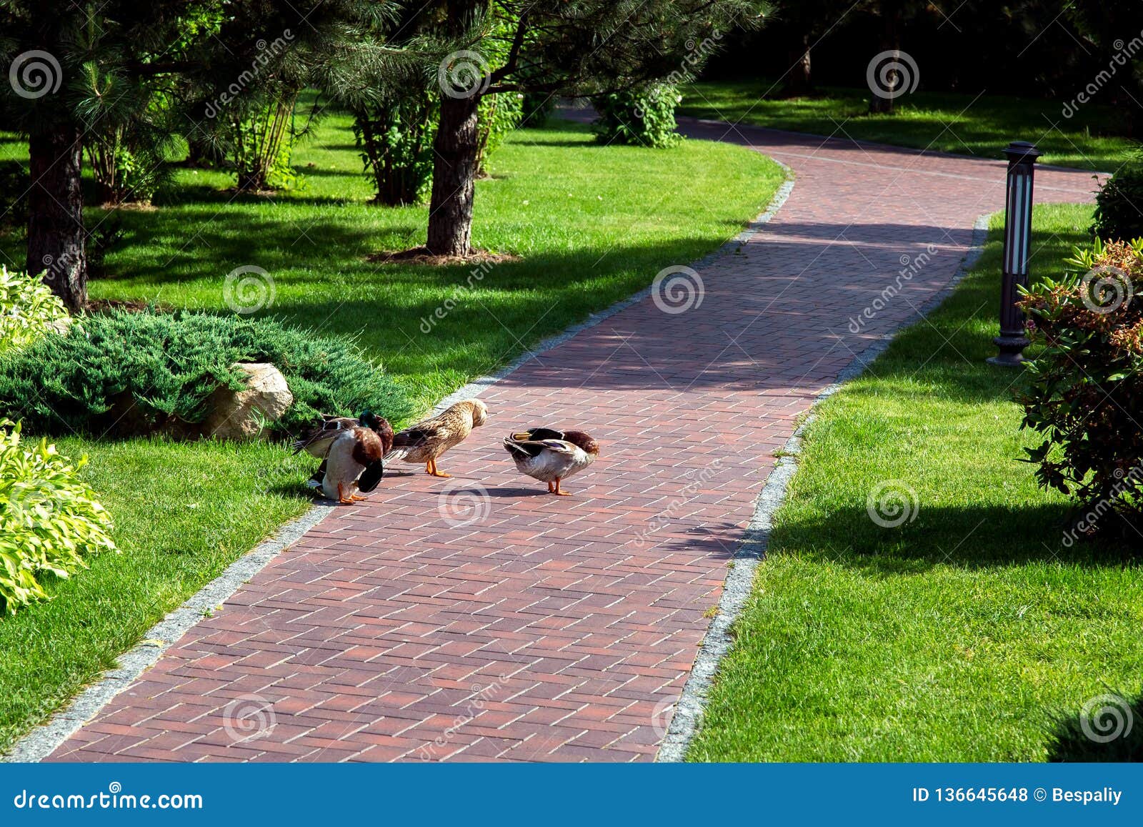 Feathered Ducks Wash in the Middle of the Walking Path. Stock Photo