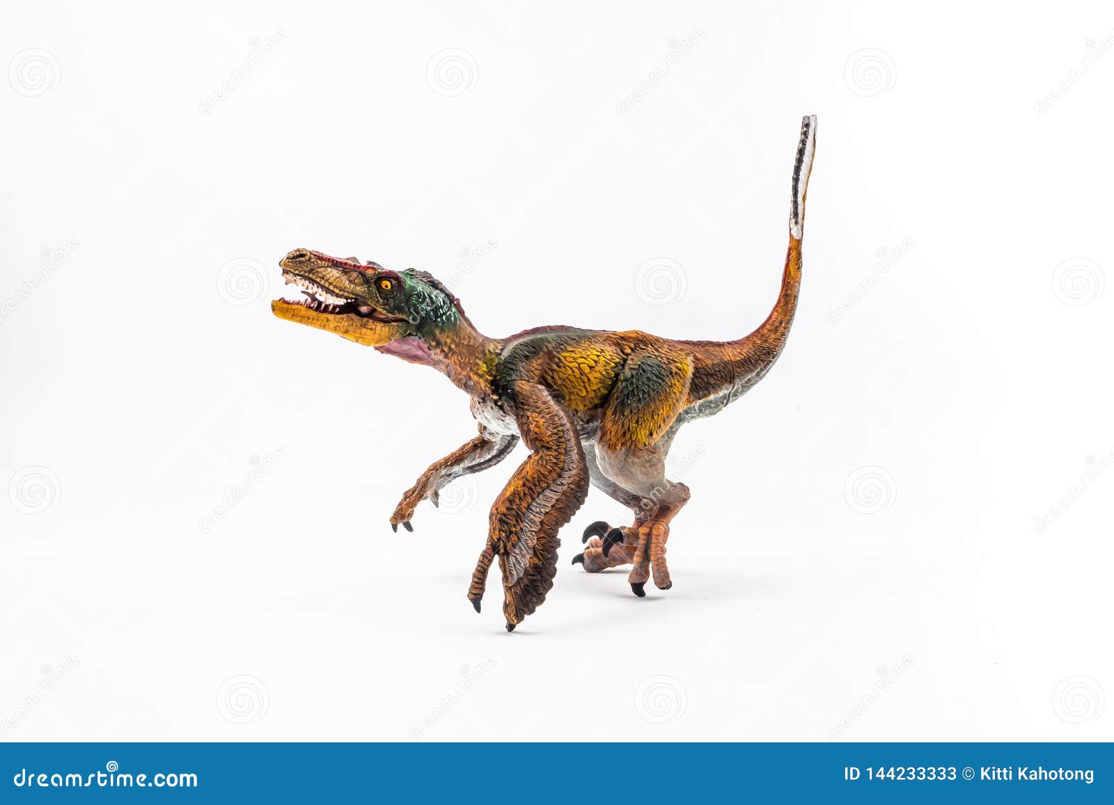 feathered velociraptor  , dinosaur on white background