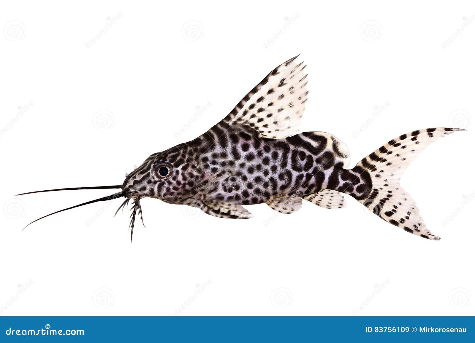 Featherfin Squeaker Catfish Synodontis Epterus Aquarium Fish Isolated on  White Stock Image - Image of fish, dots: 83756109