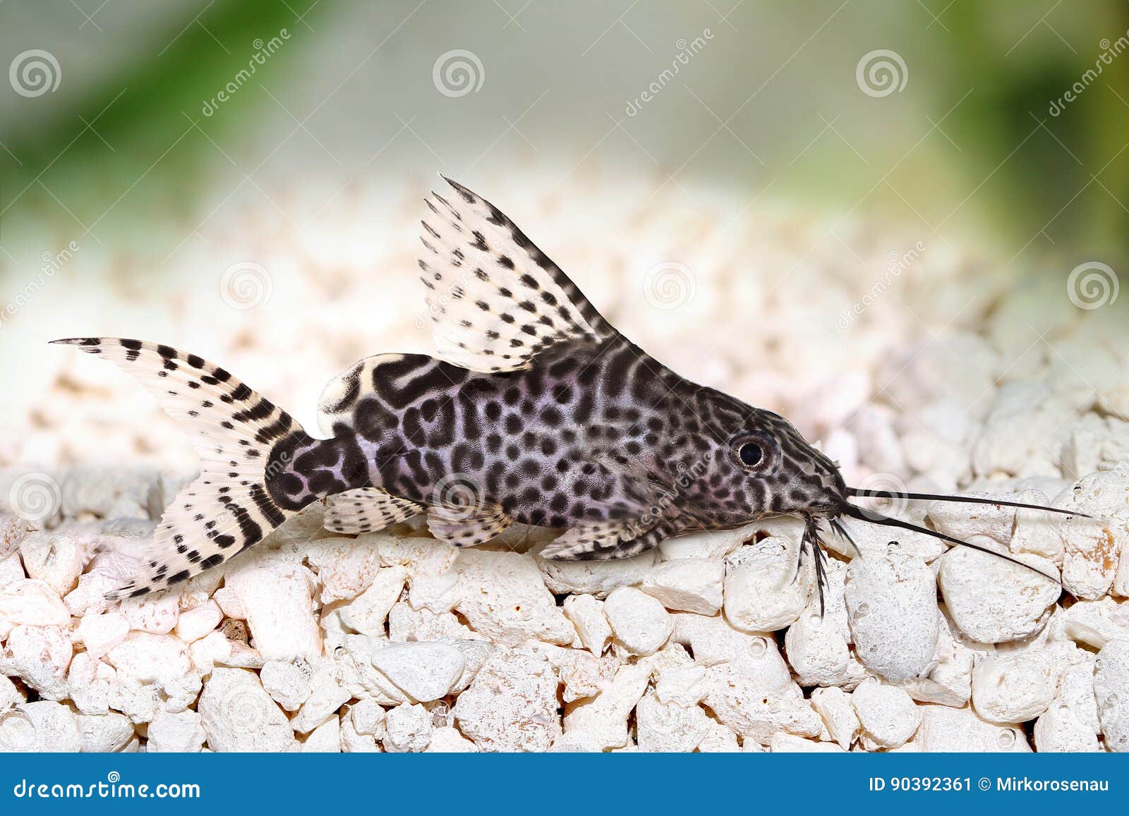 Featherfin Squeaker Catfish Synodontis Epterus Aquarium Fish Isolated on  White Stock Image - Image of water, dots: 90392361