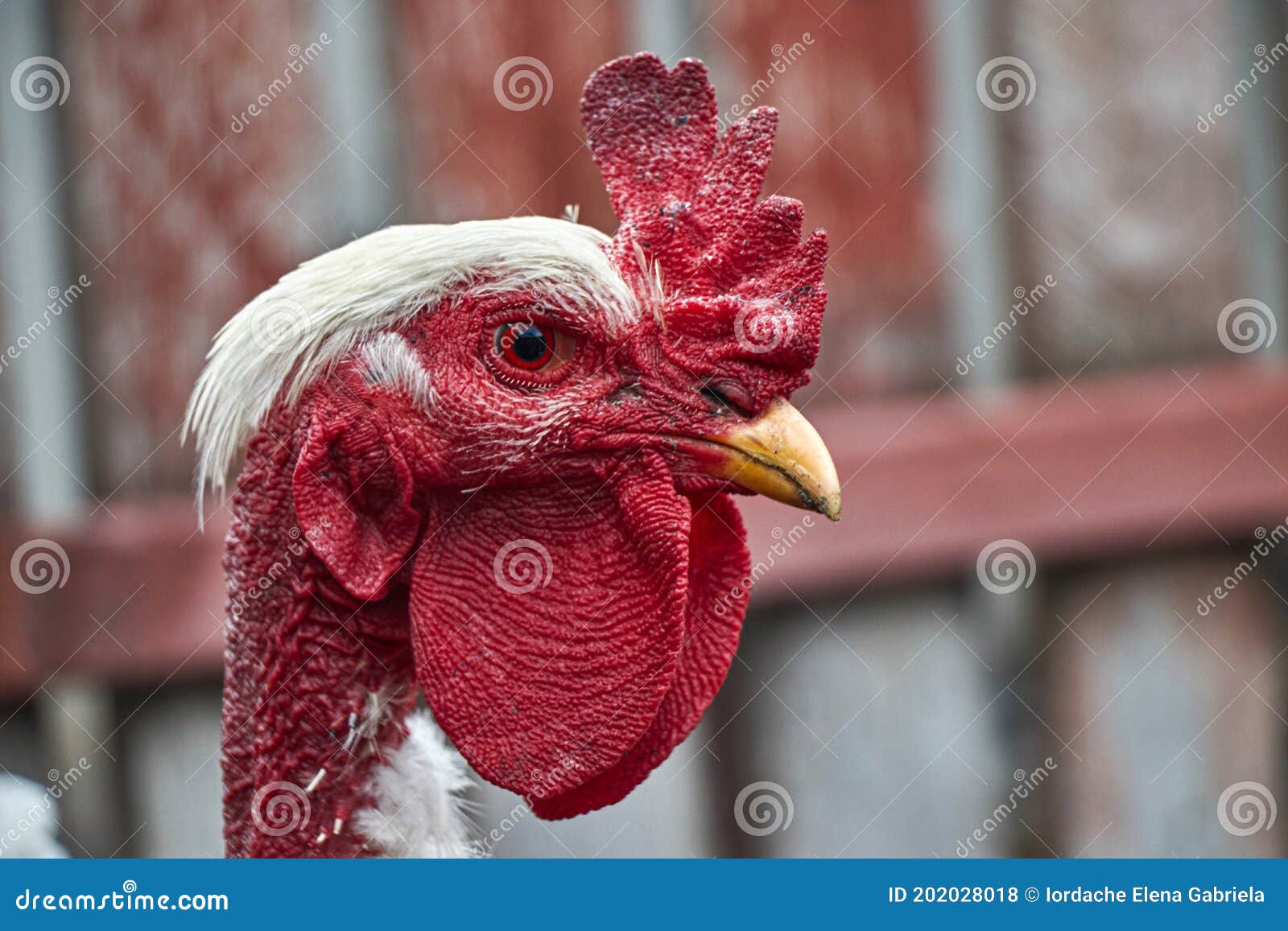 Featherless Chicken Red Head Stock Photo Image of comb, brown 202028018