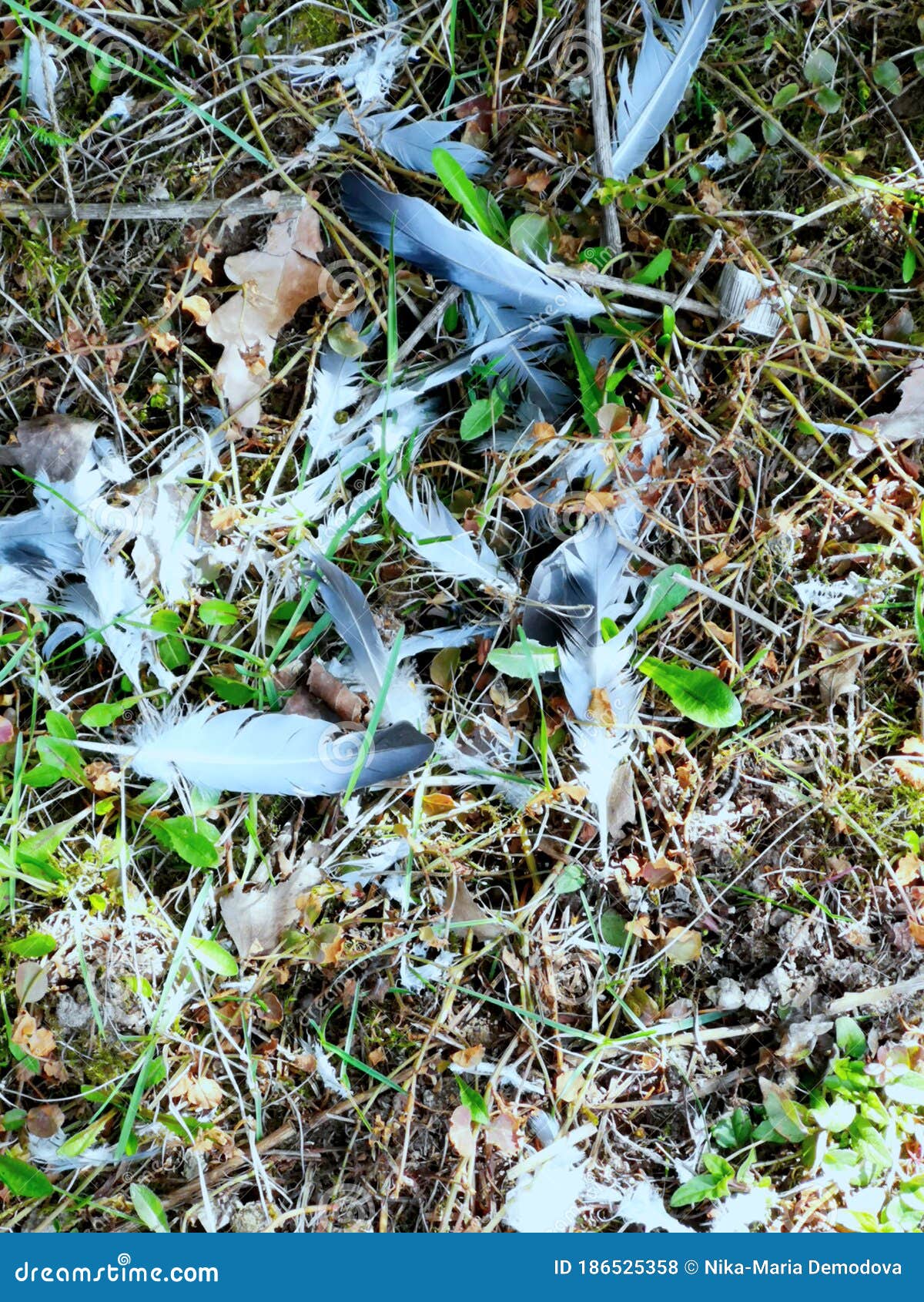 Feathers of a dead bird. stock photo. Image of plant 186525358