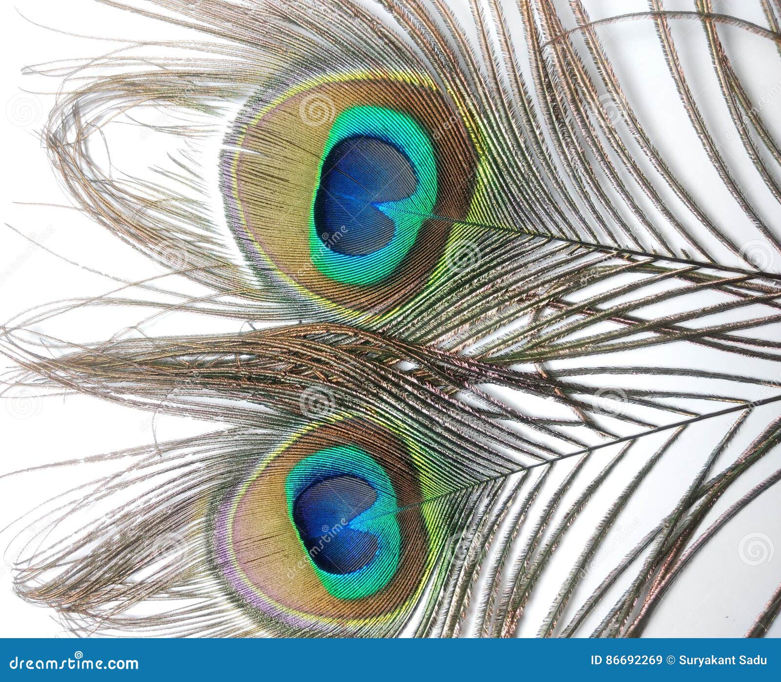 Feathers of Peacock or Peahen Stock Image - Image of peafowl, called ...