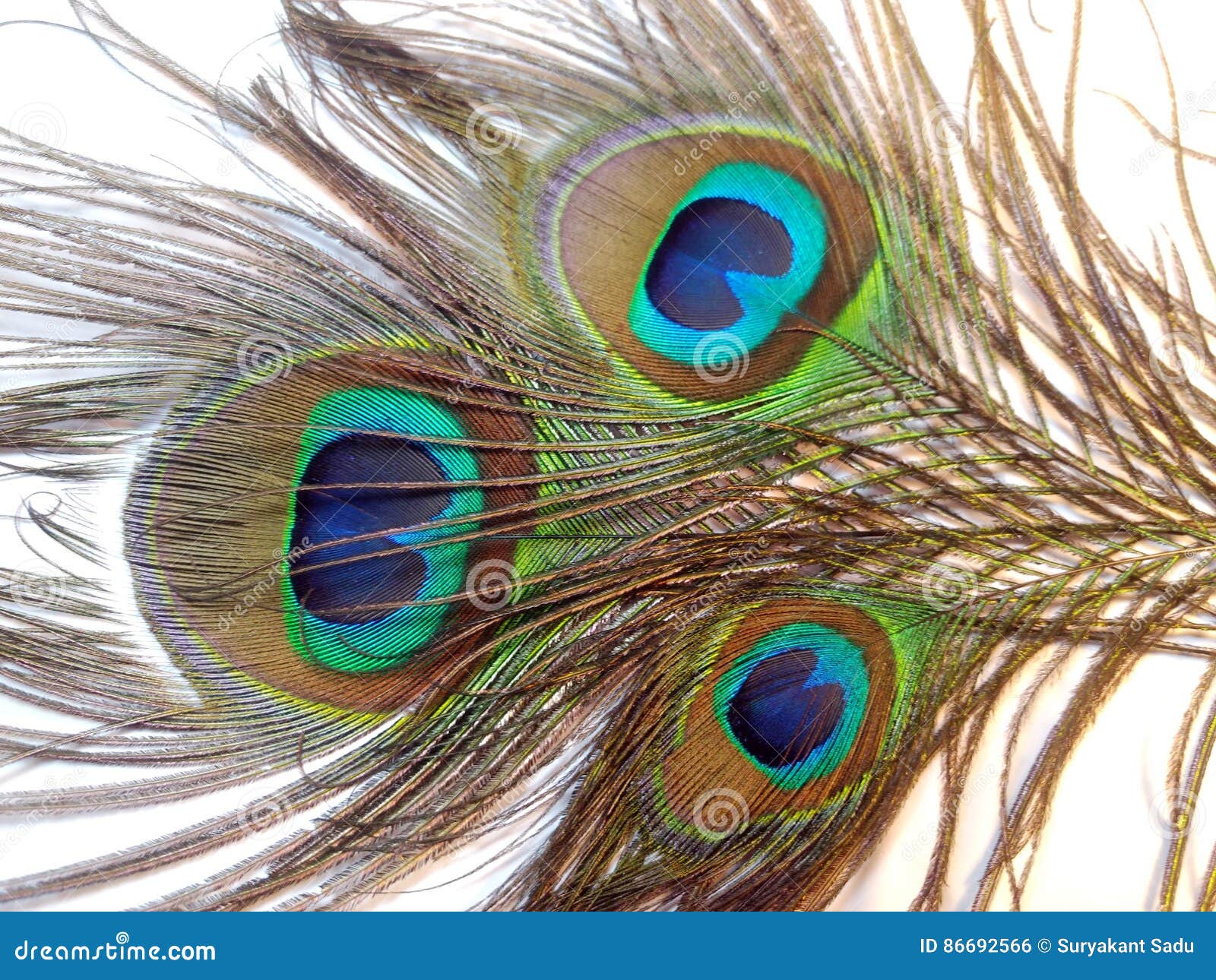 Feathers of Peacock or Peahen Stock Photo - Image of beak, peahen: 86692566