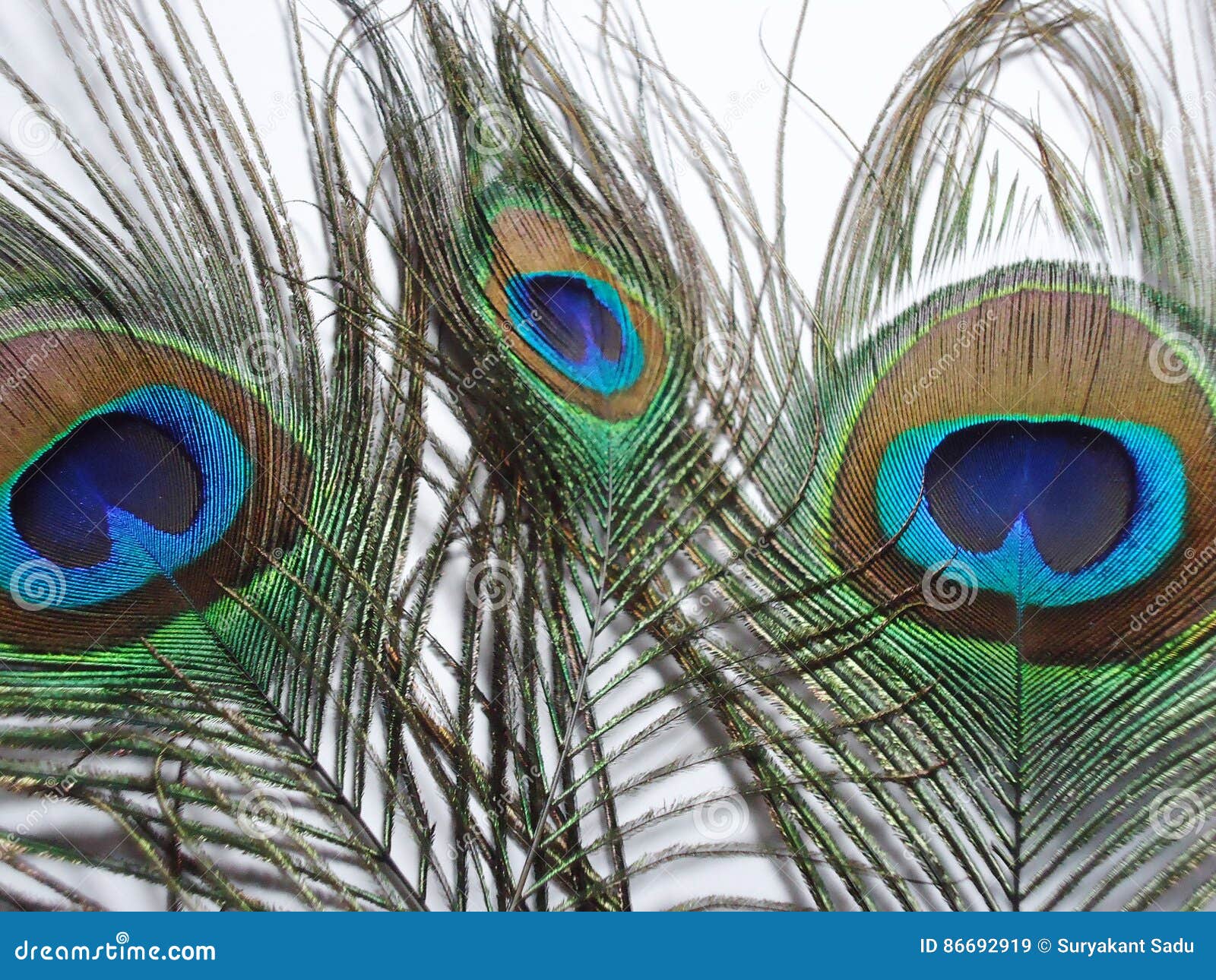 Feathers of Peacock or Peahen Stock Image - Image of beak, indian: 86692919