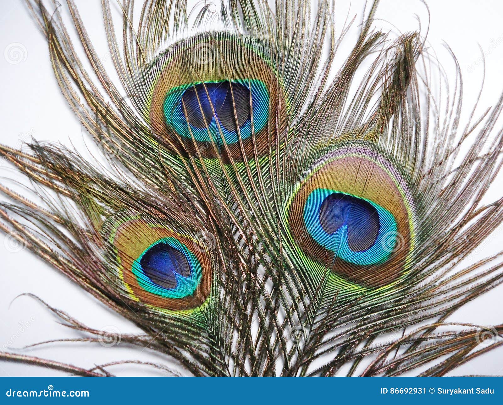 Feathers of Peacock or Peahen Stock Image - Image of peahen, feather ...