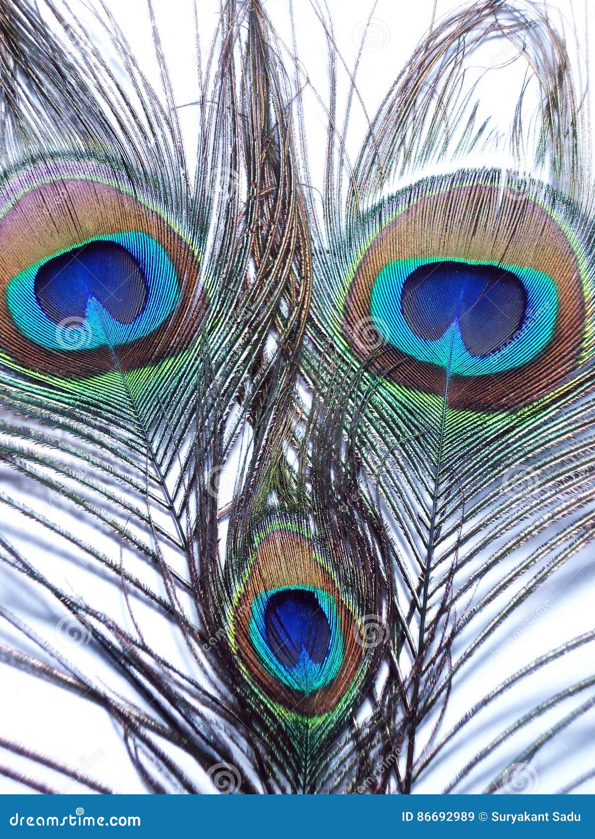 Feathers of Peacock or Peahen Stock Image - Image of peacock, indian ...