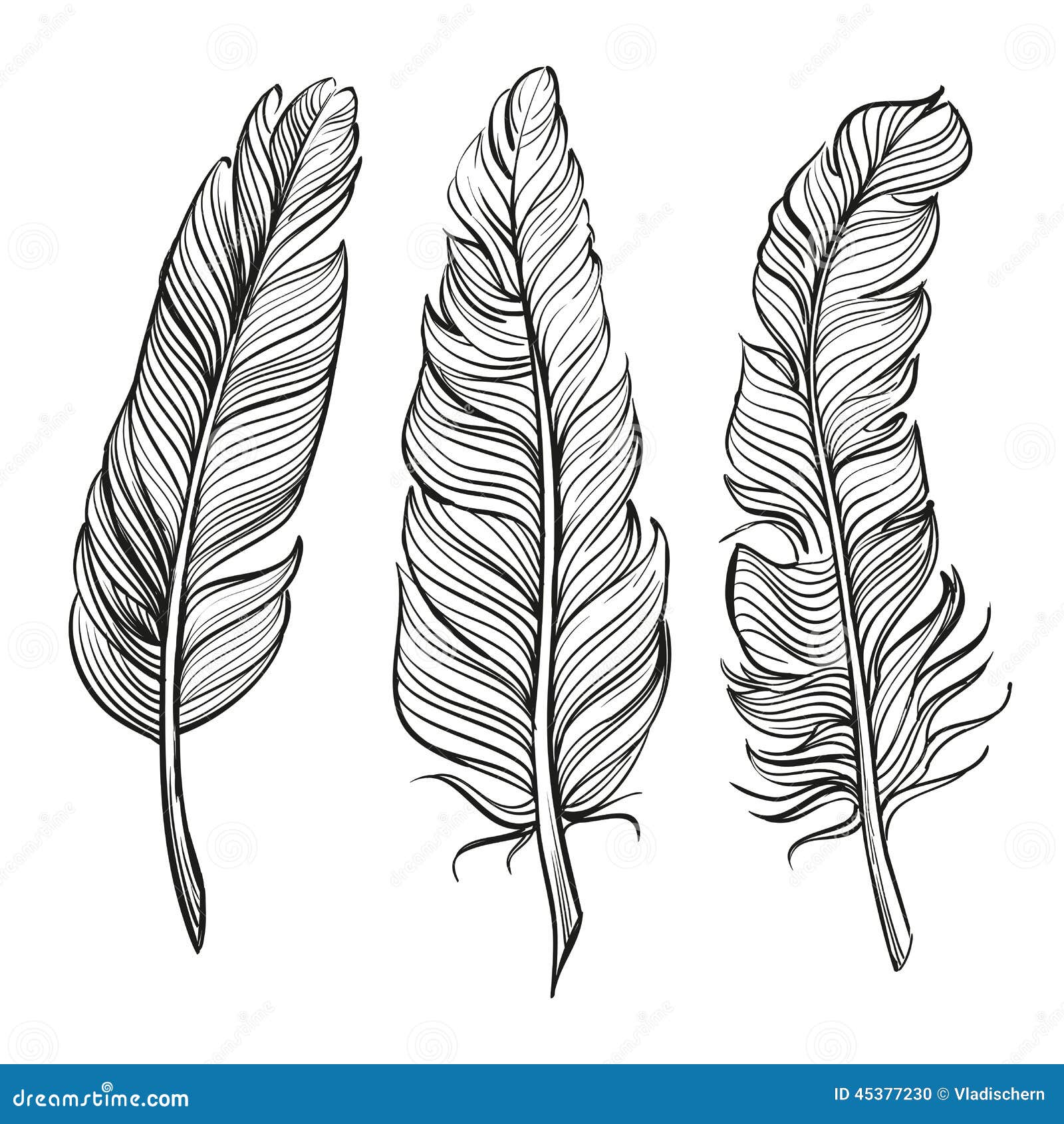 feathers set hand drawn  llustration