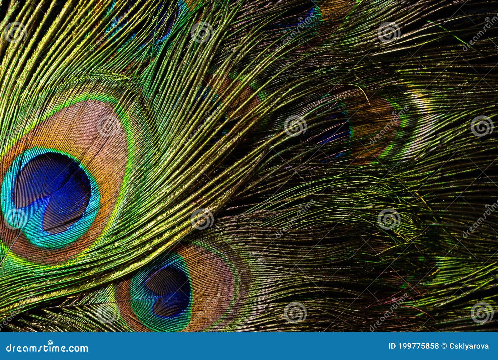 Feathers of Tropical Peacock Bird. Macro, Close-up View. Beautiful Animals.  Color Accuracy of Nature Stock Photo - Image of blue, colour: 199775858