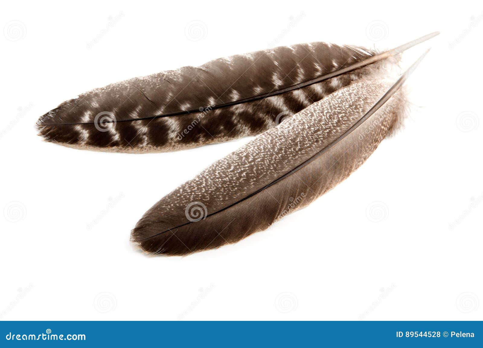 Turkey Wing Feathers