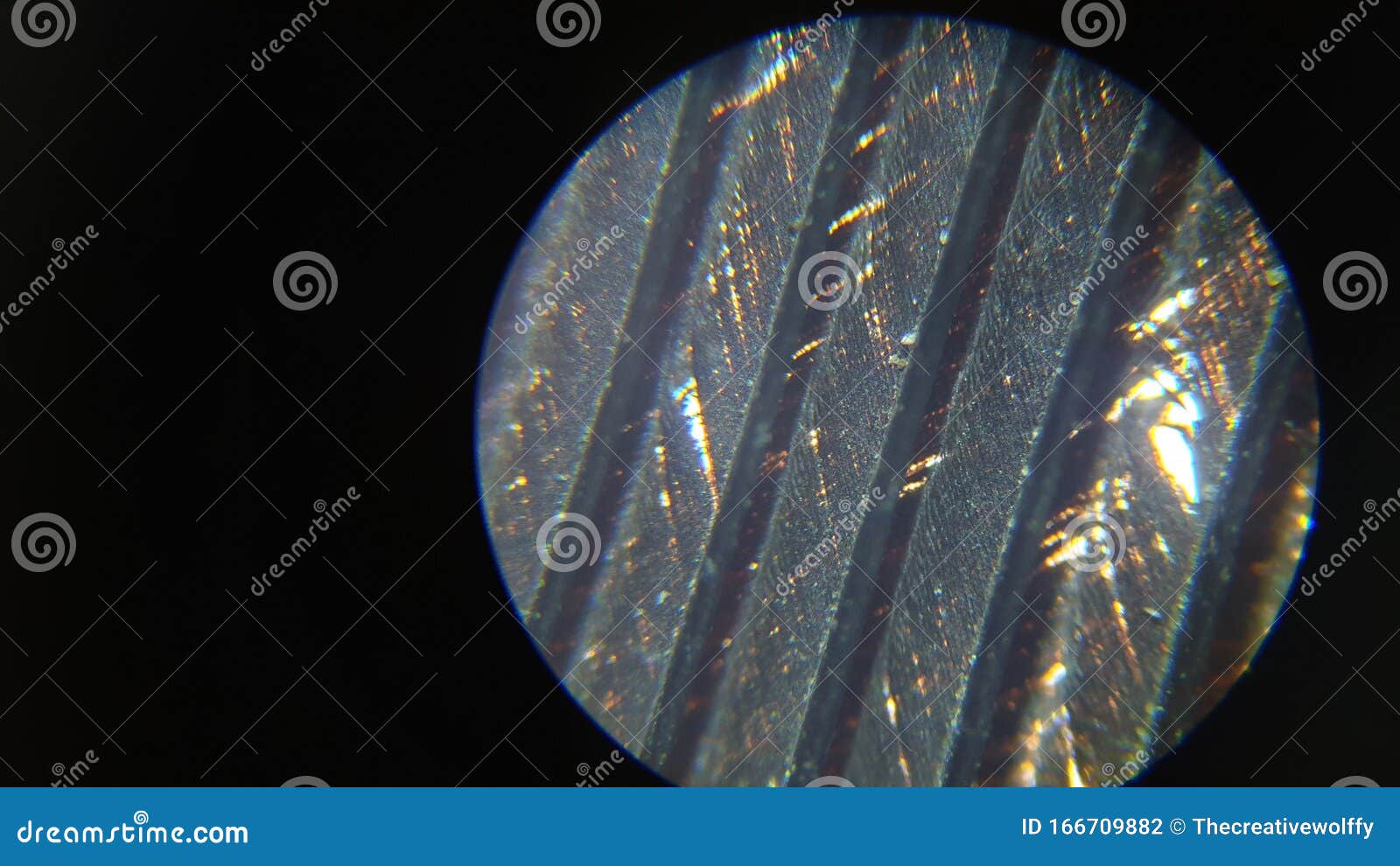 Feathers Microscope Photos Free & RoyaltyFree Stock Photos from Dreamstime
